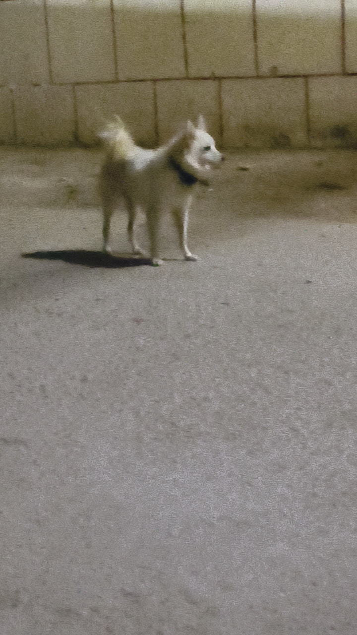 Dogs