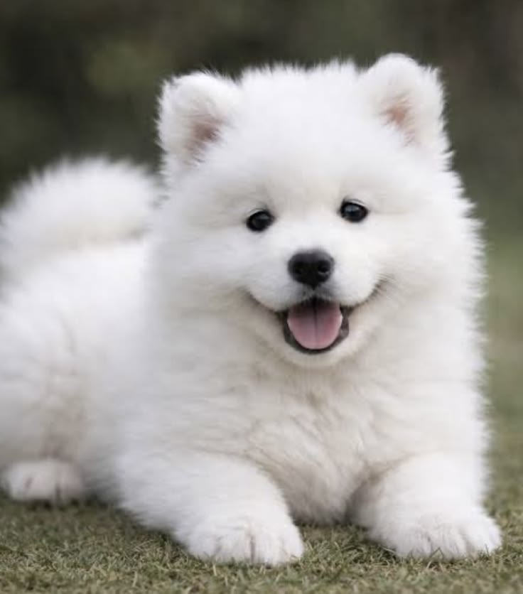 Pet