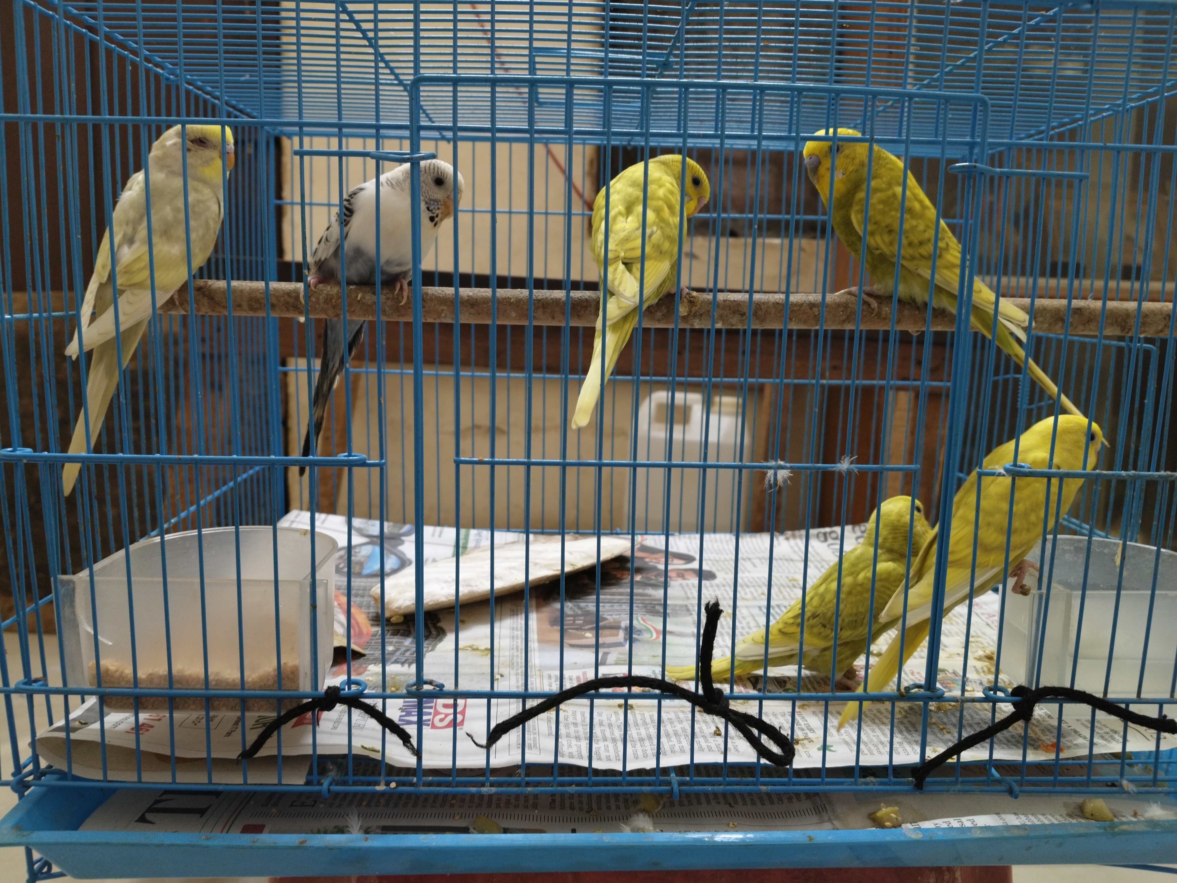 Birds