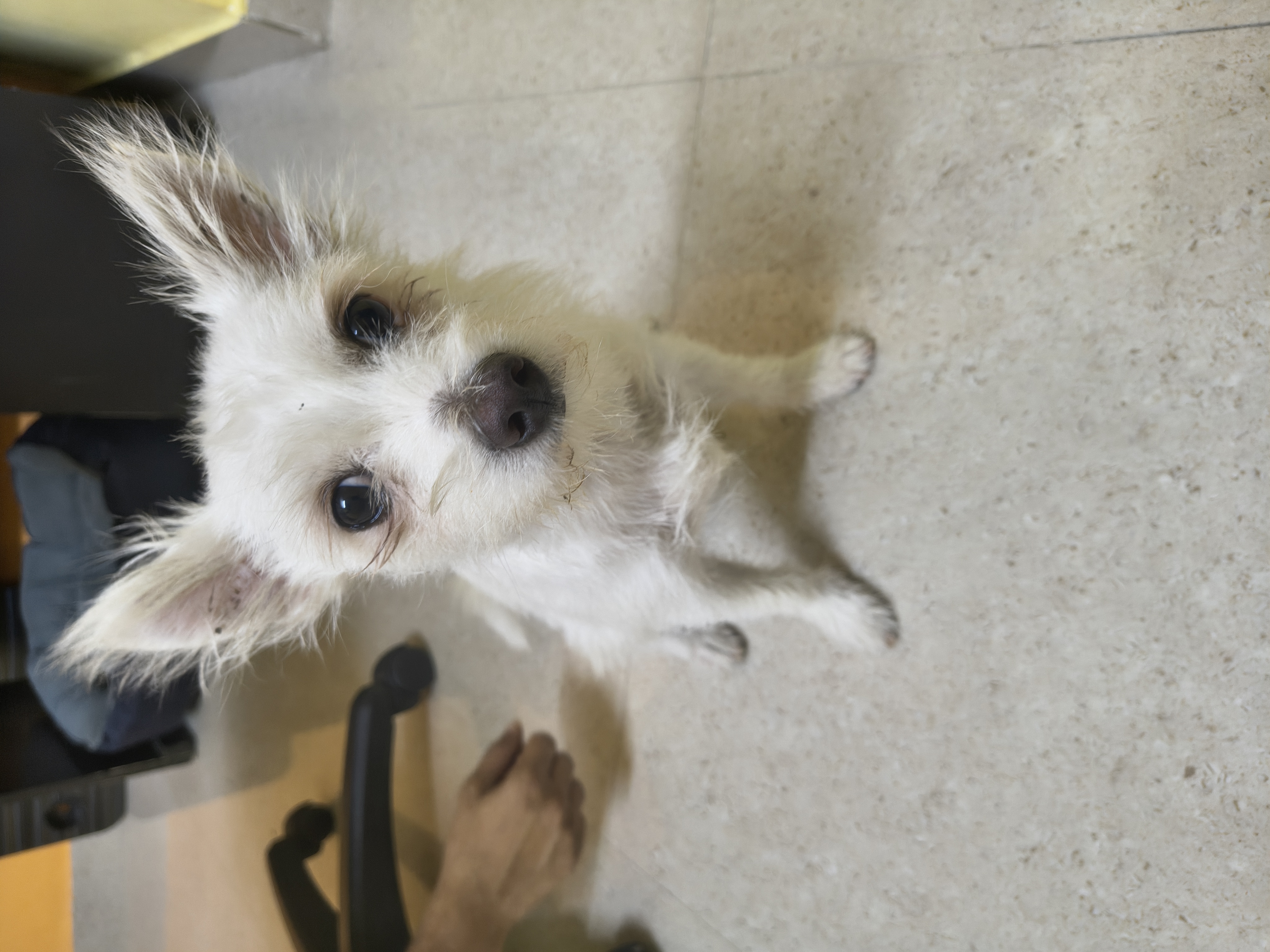 Pet