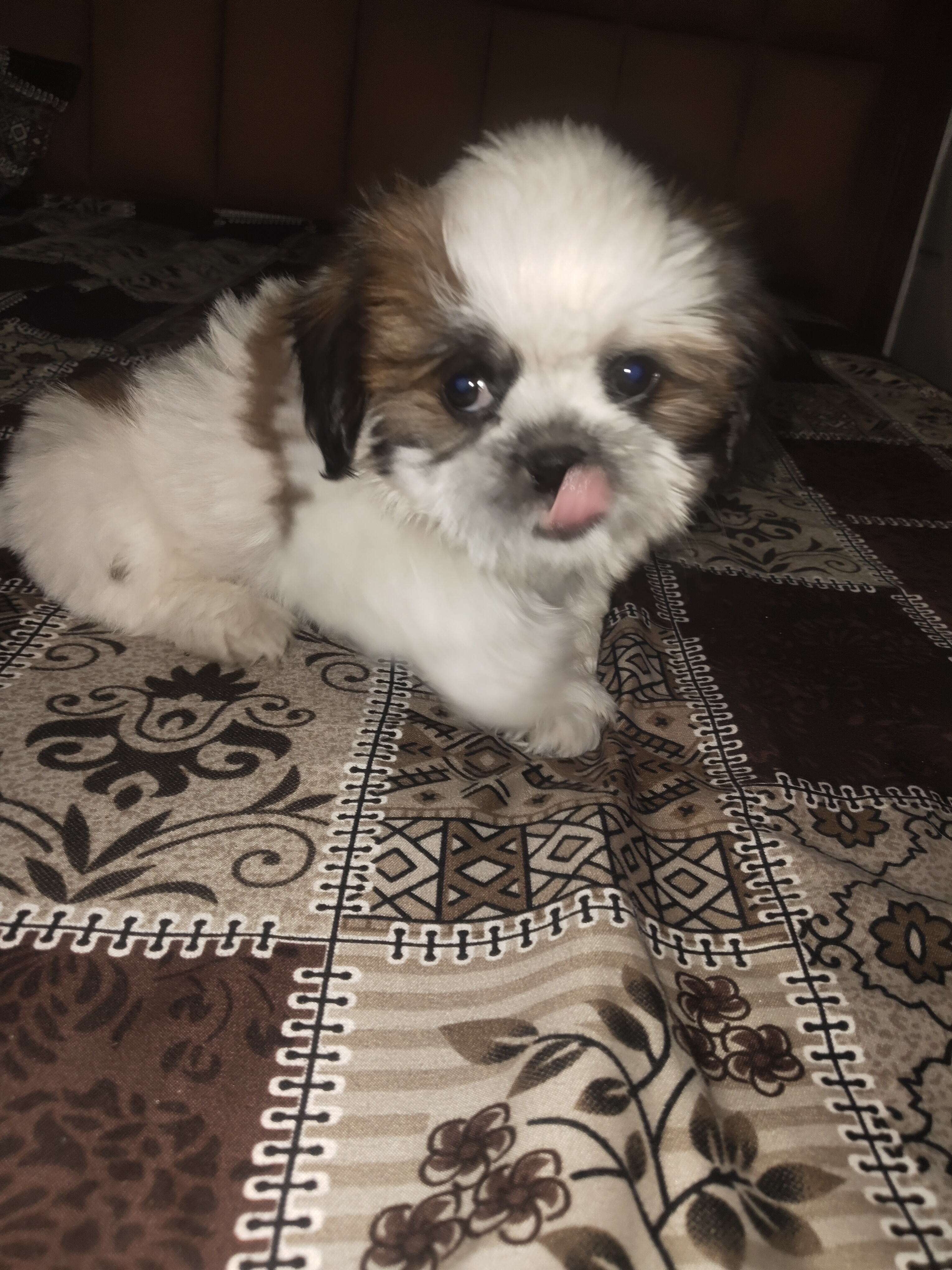 Pet