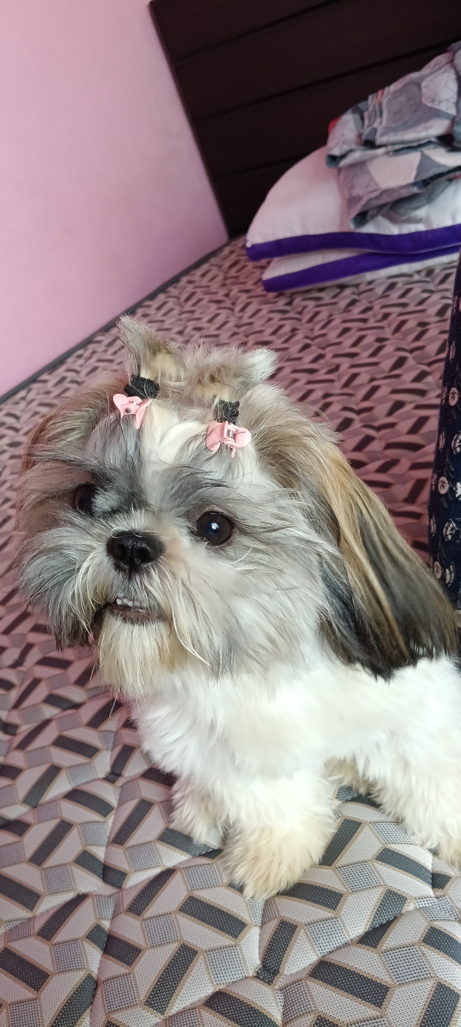 Dogs