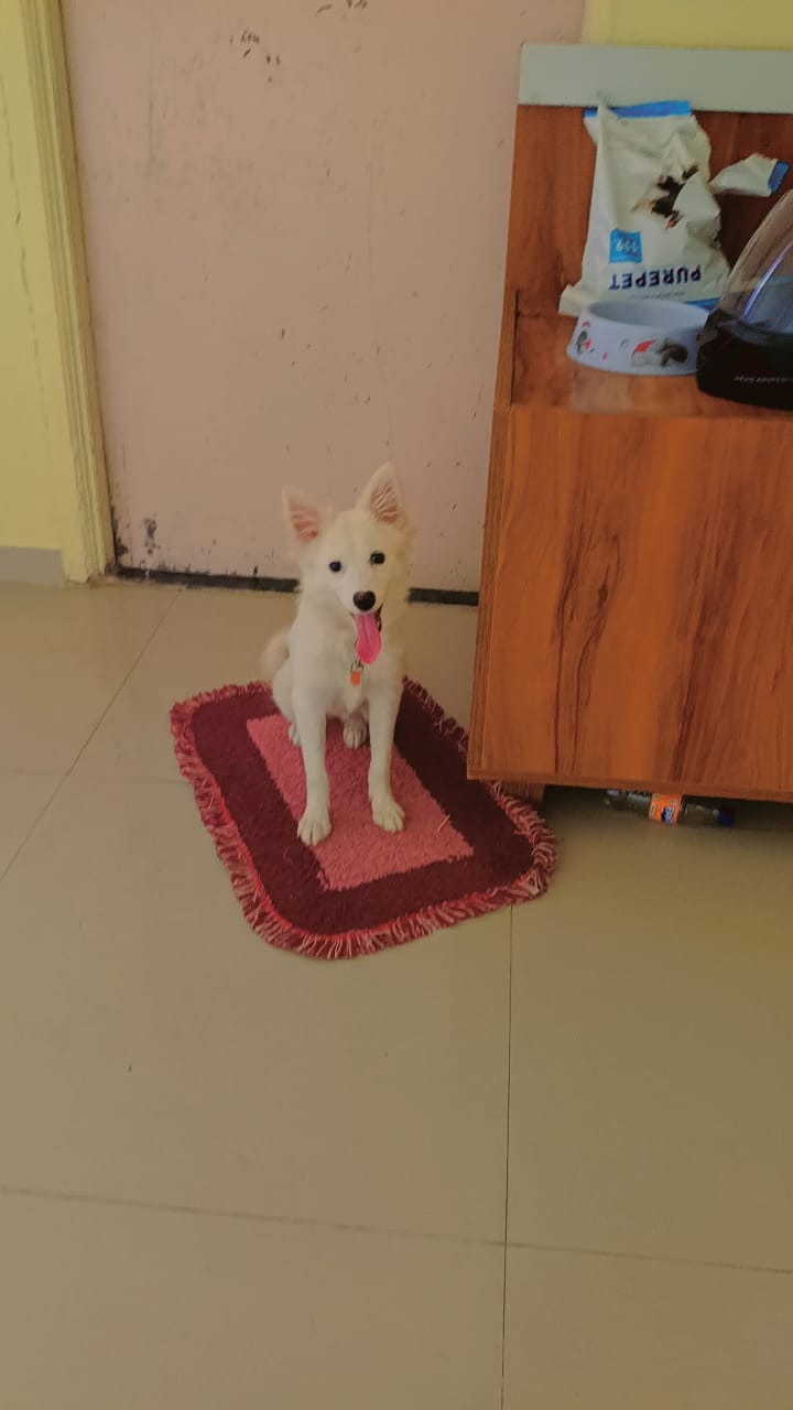 Pet