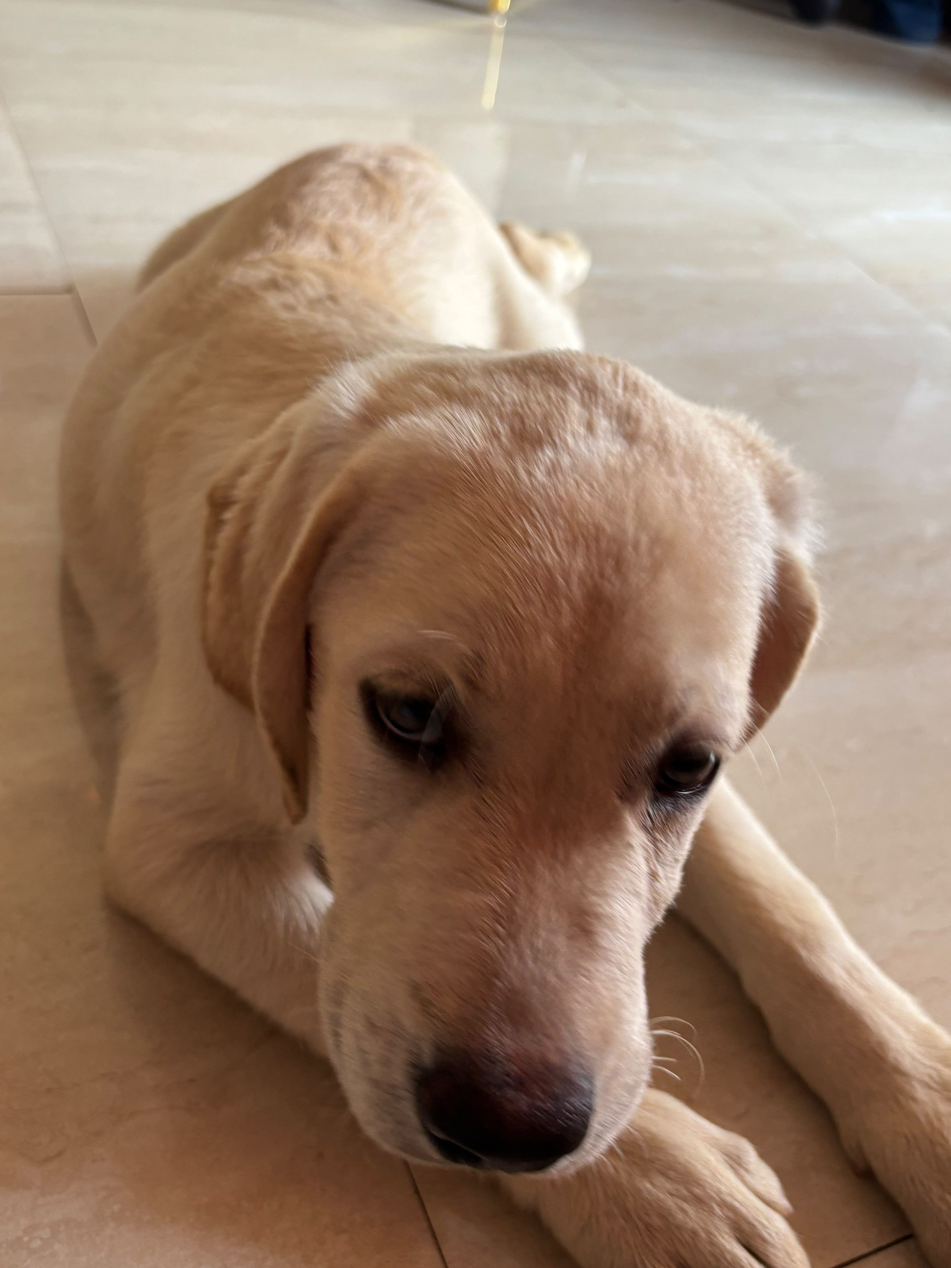 Pet