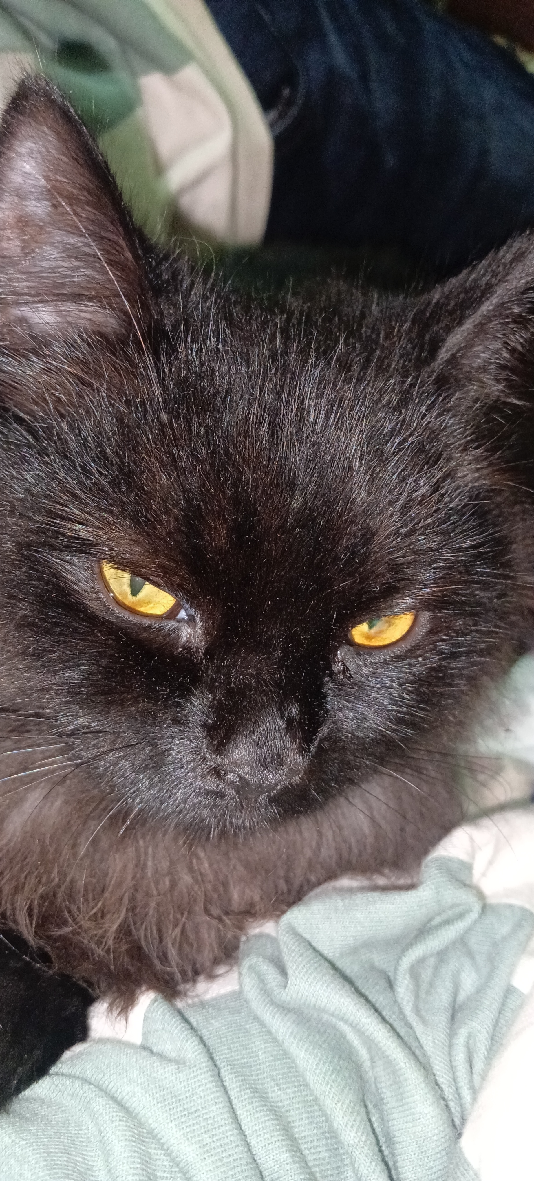 Cats
