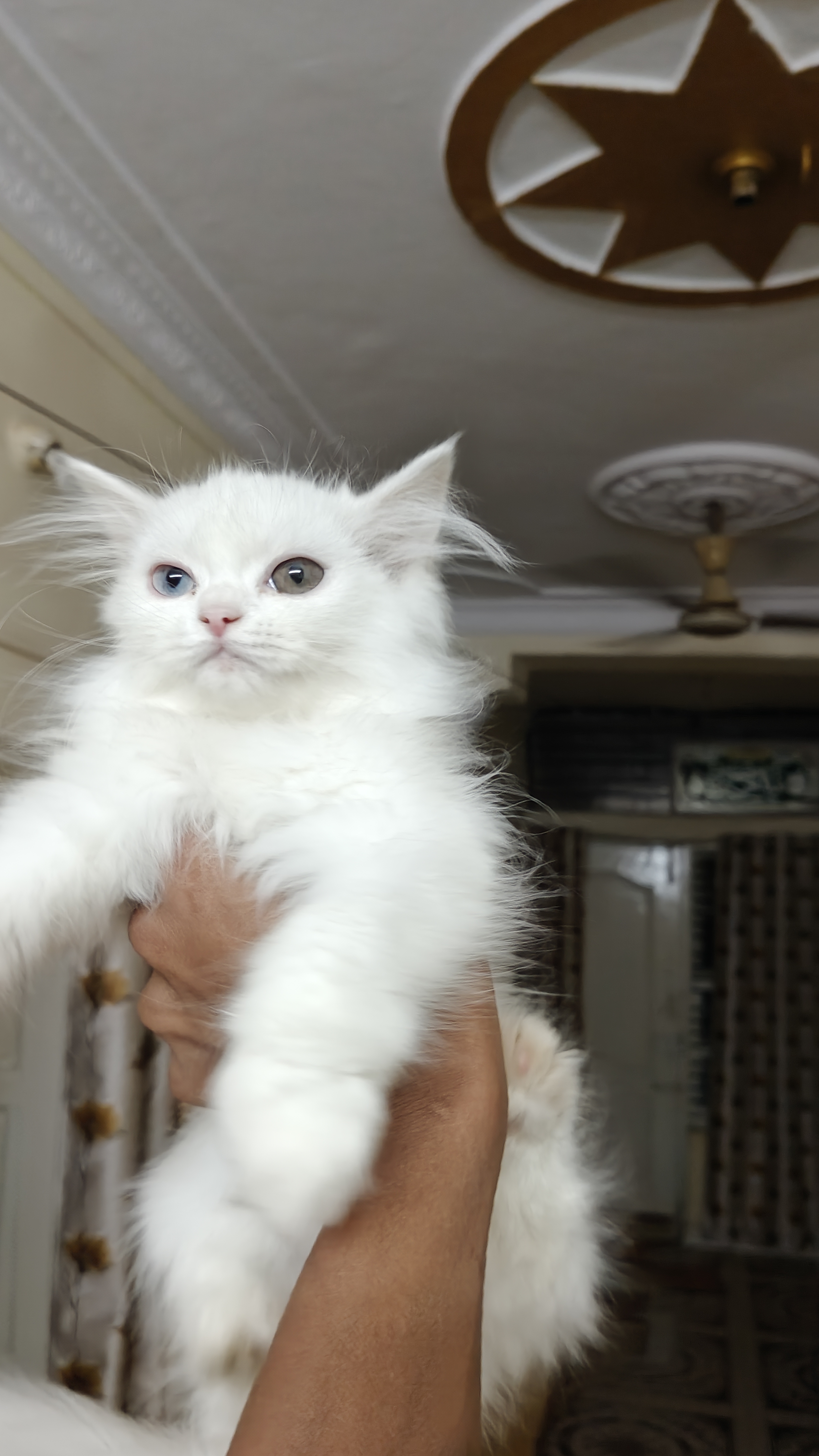 Pet