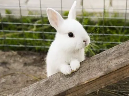 Pet