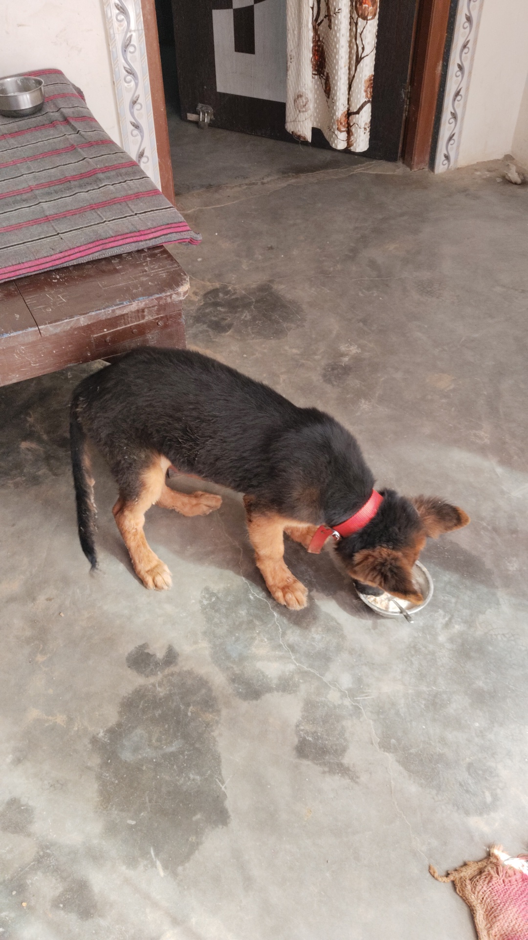 Pet