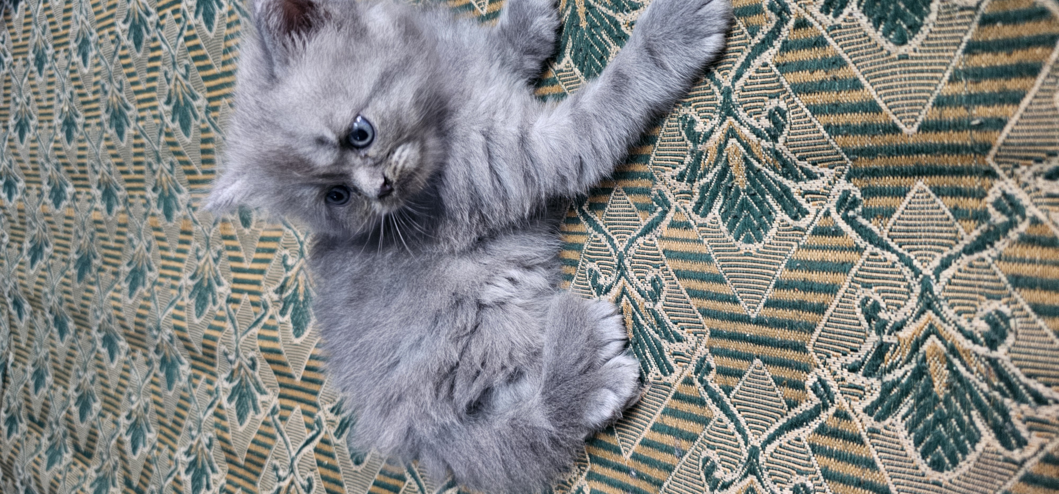 Pet