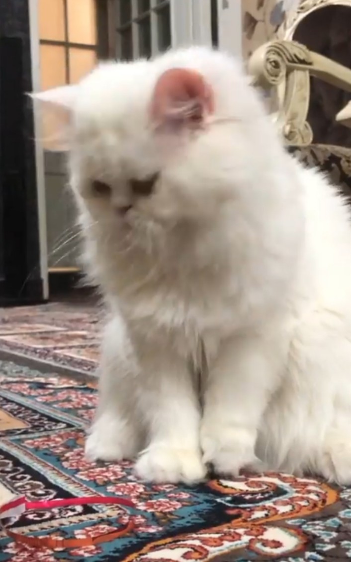 Pet