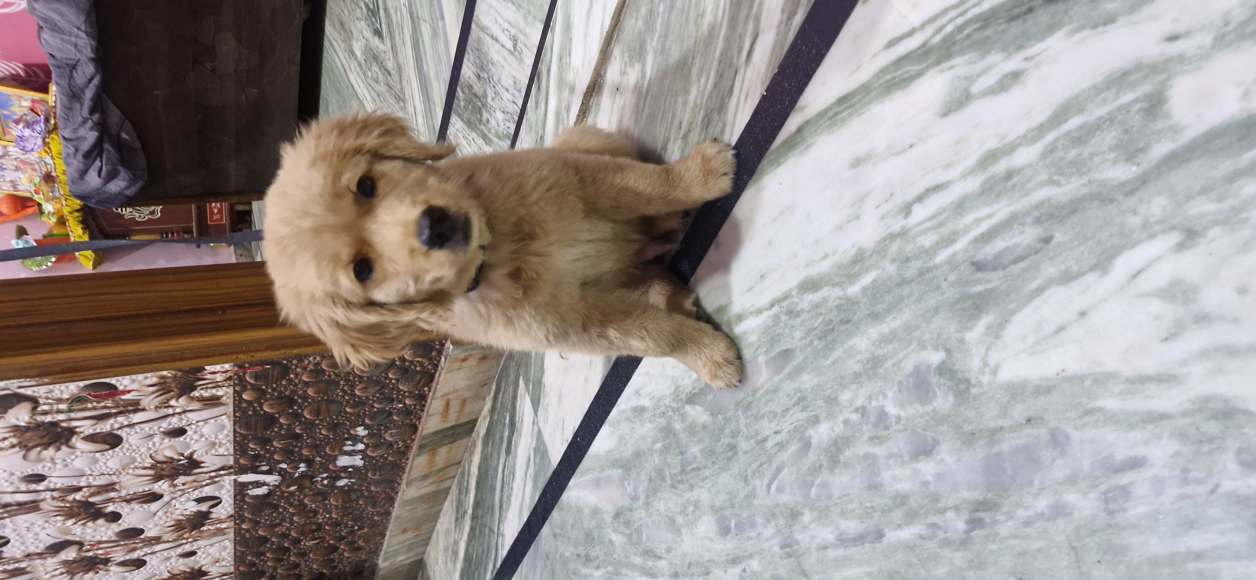 Pet