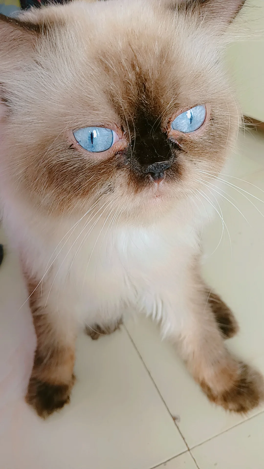 Pet