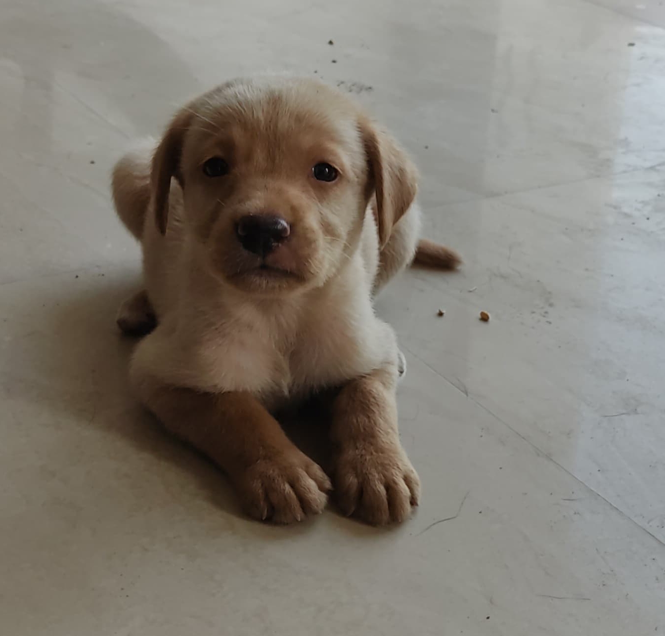Pet
