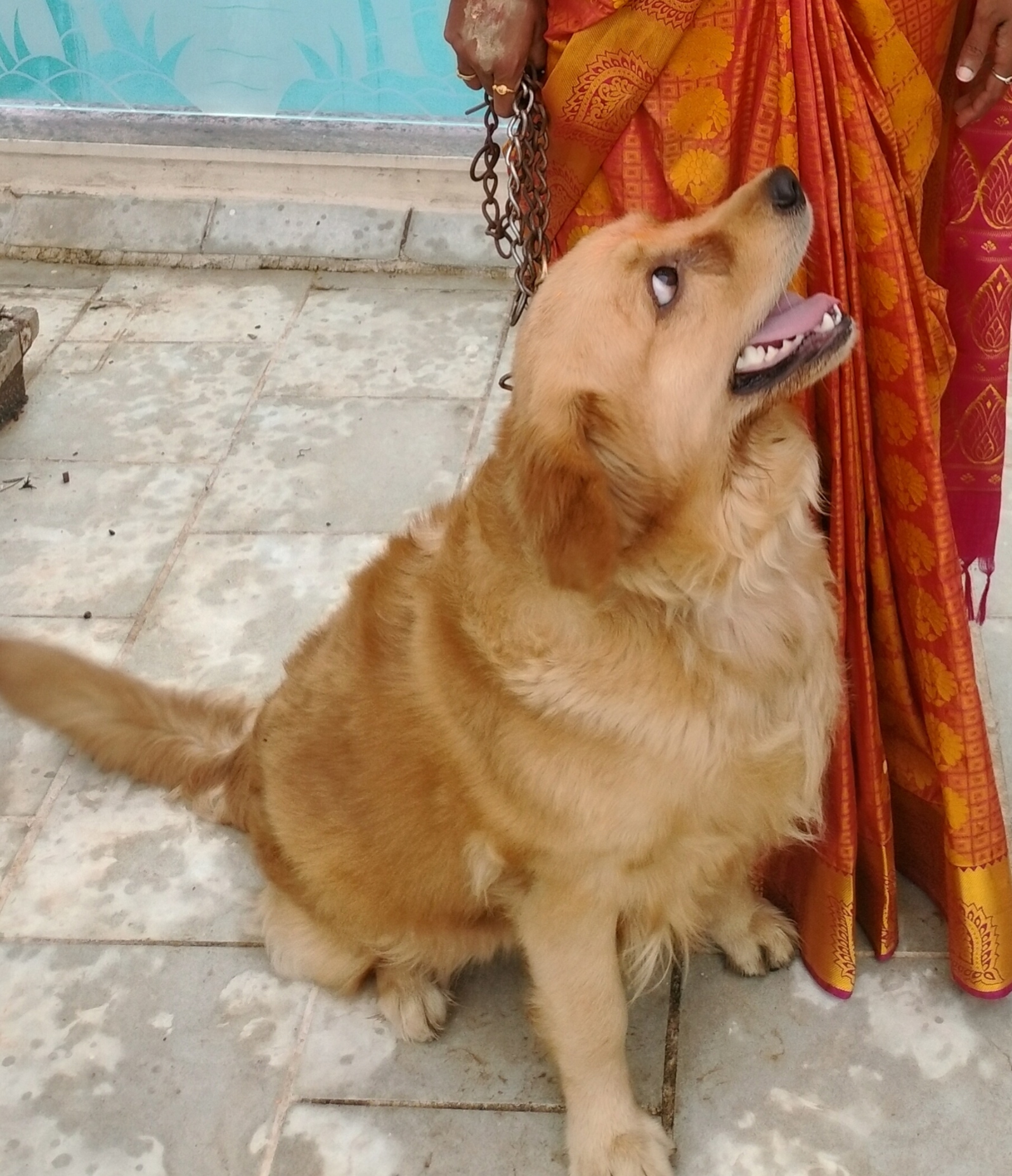 Pet