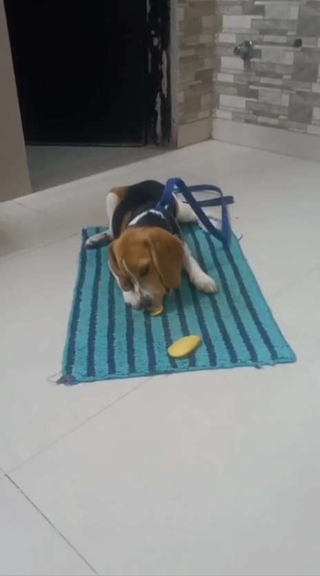 Pet
