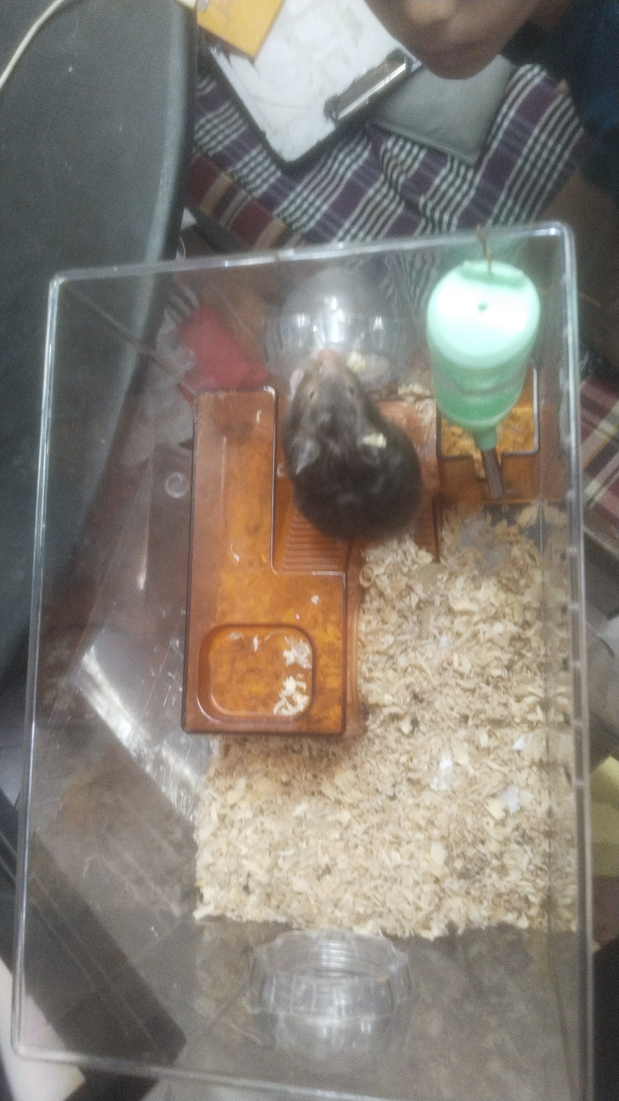 Pet