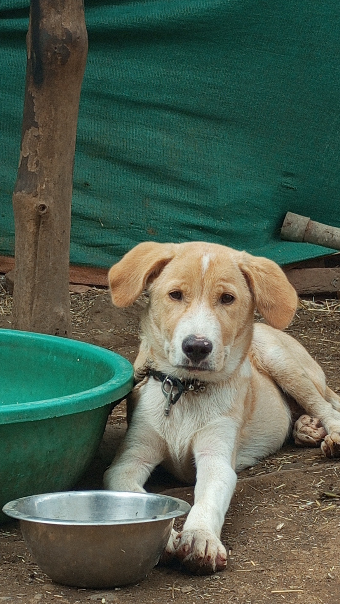 Pet