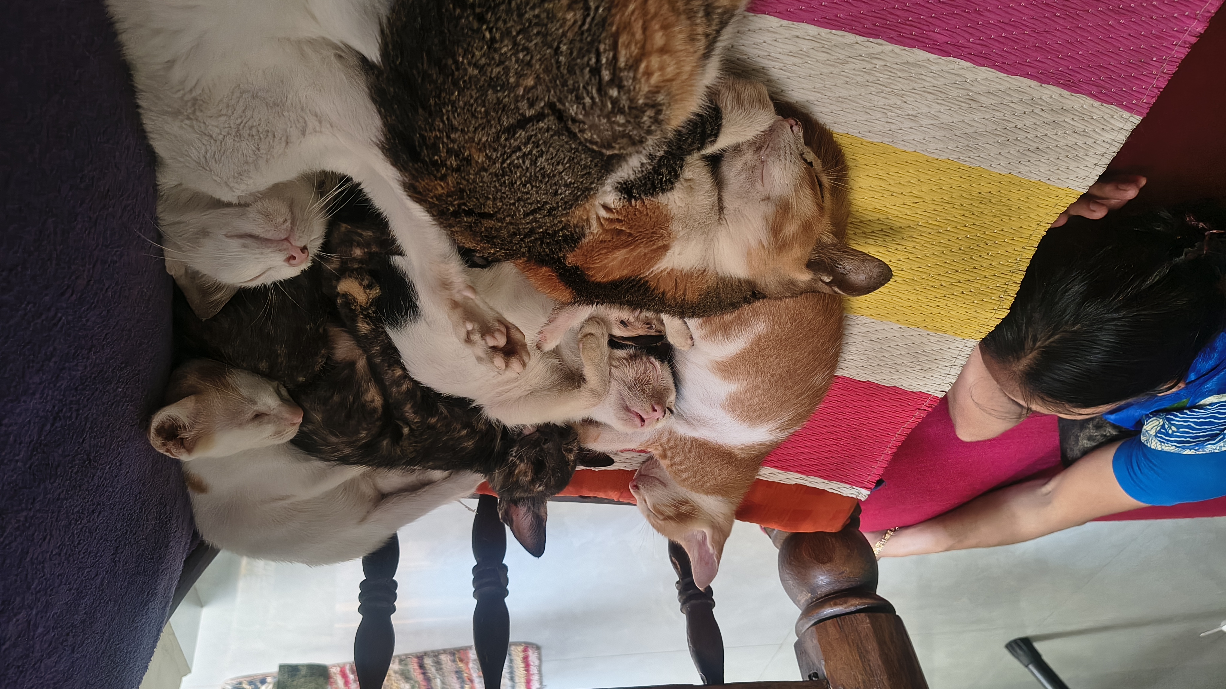 Cats