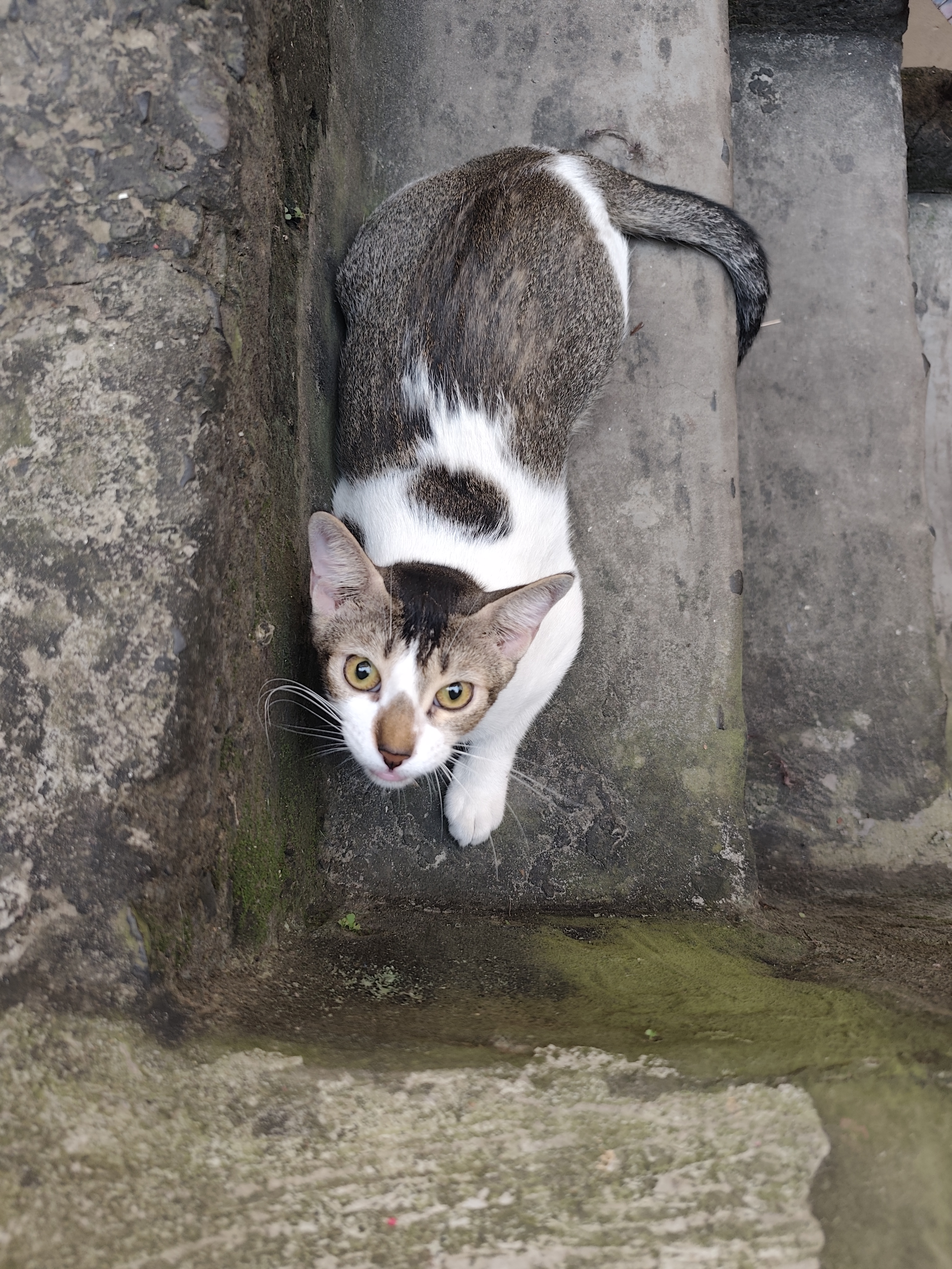 Cats