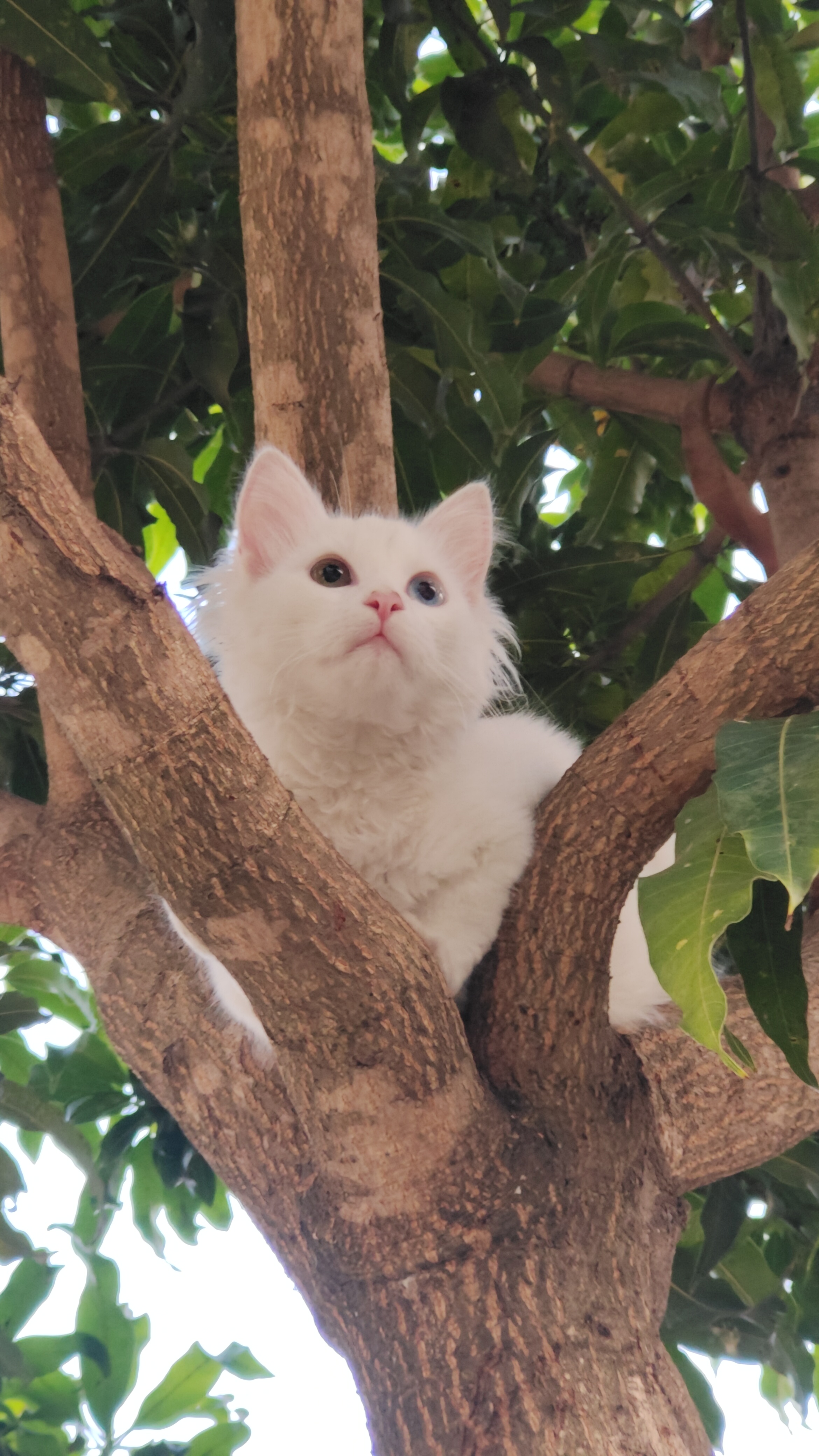 Pet