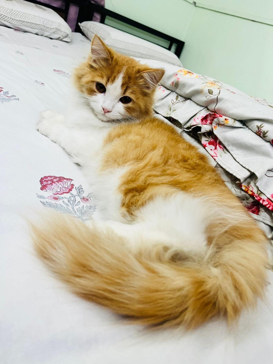 Pet