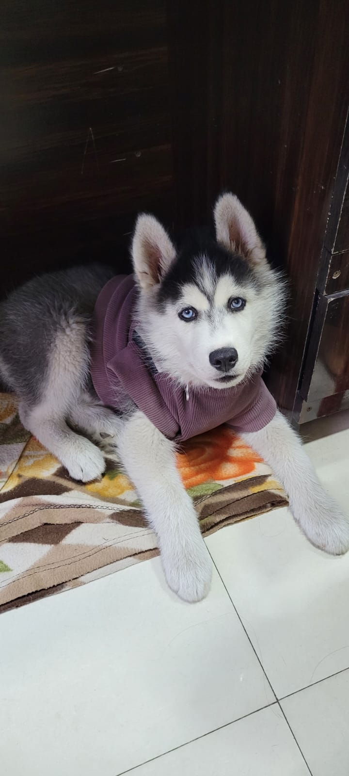 Pet