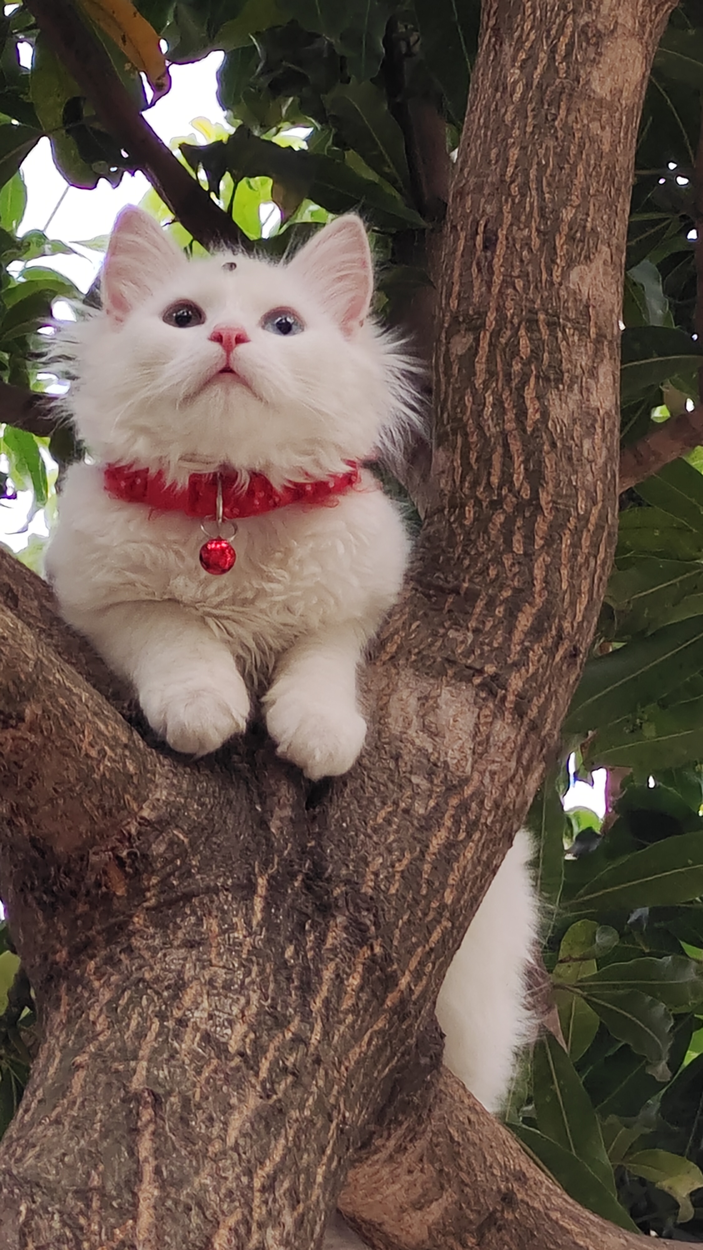 Cats