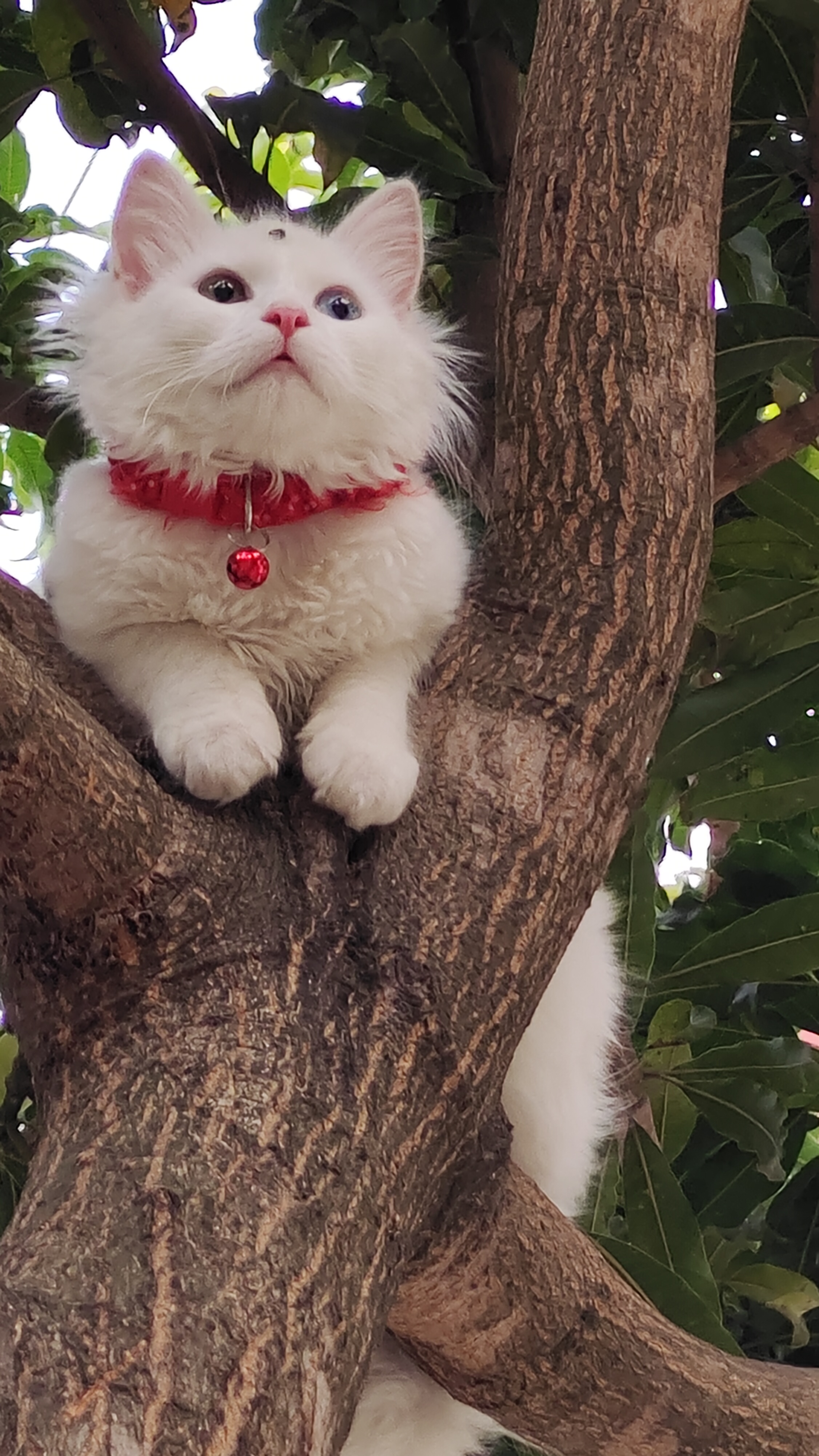 Pet