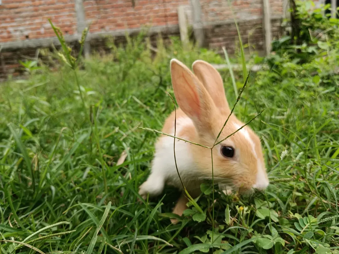 Pet
