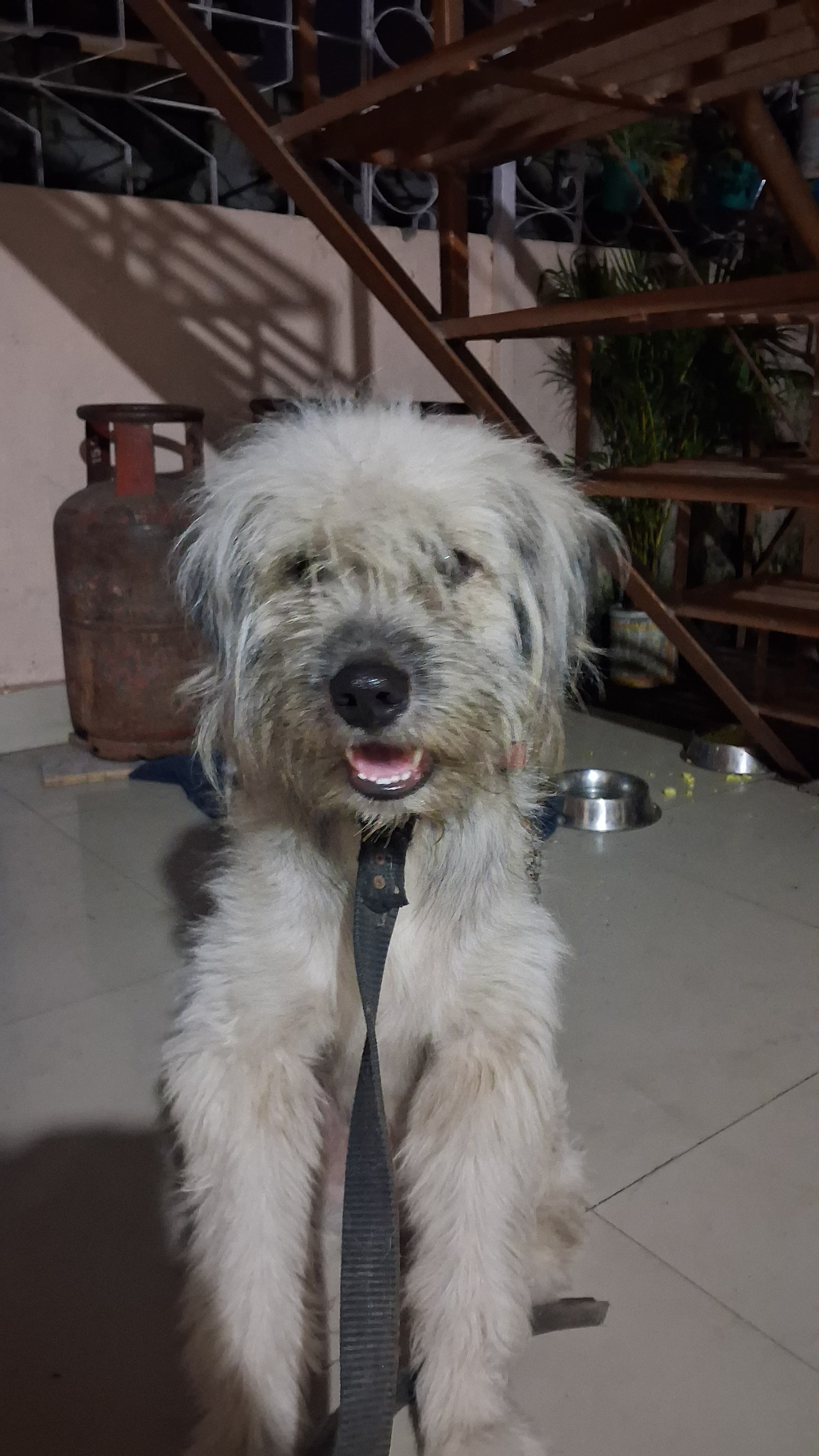 Pet