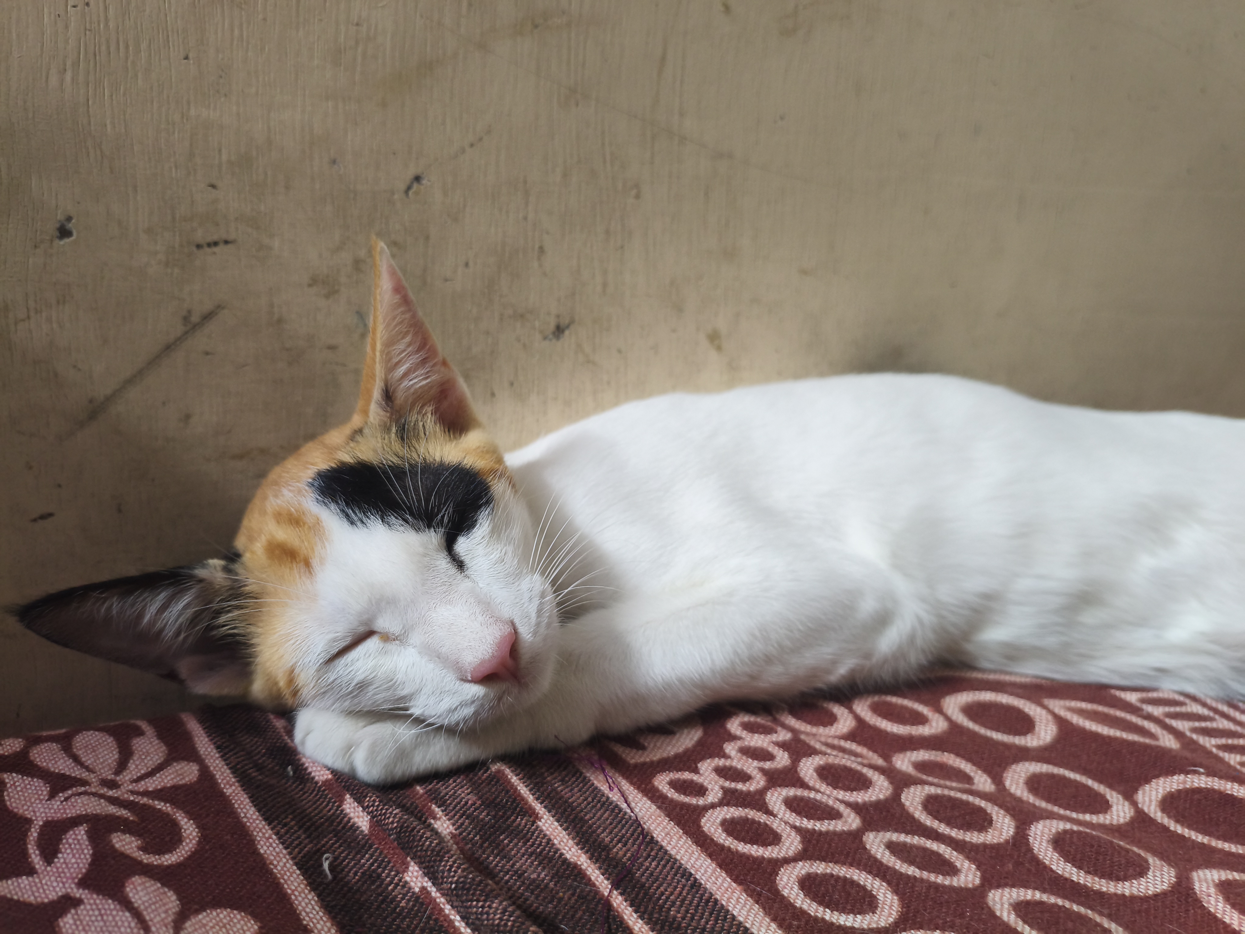 Cats