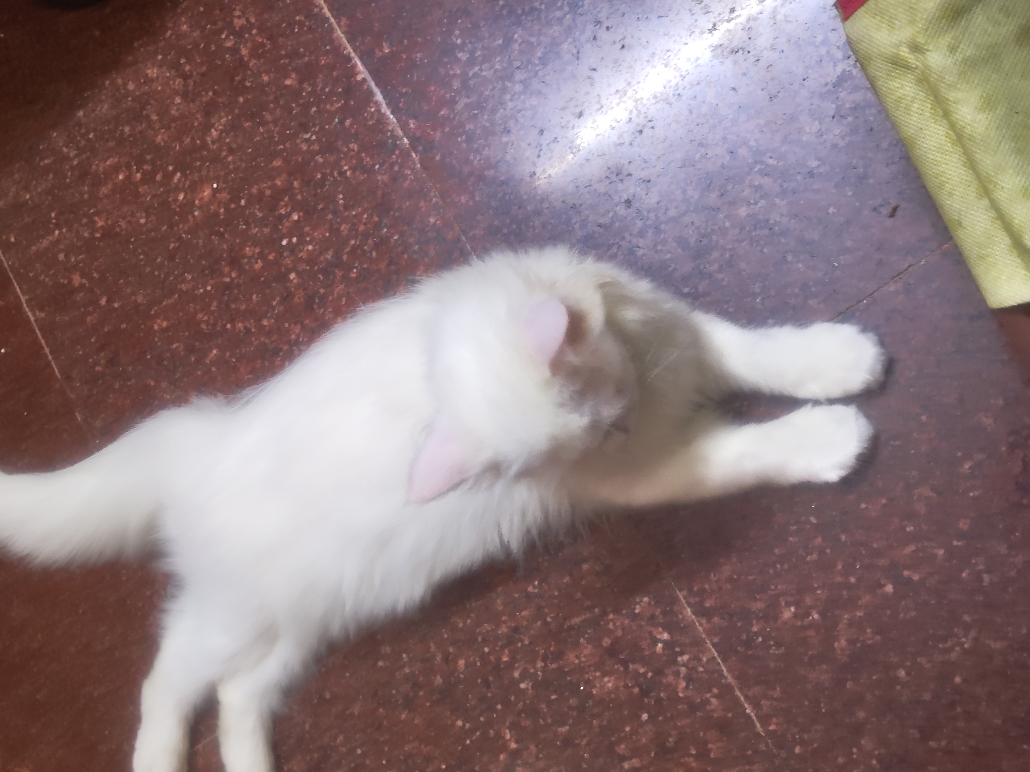 Cats
