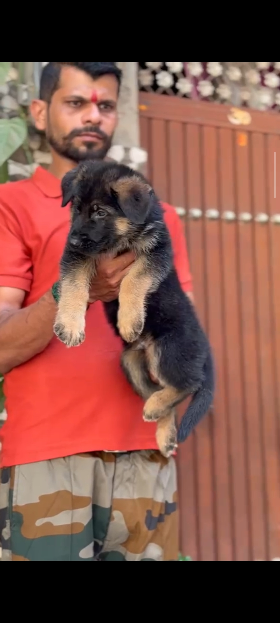 Pet