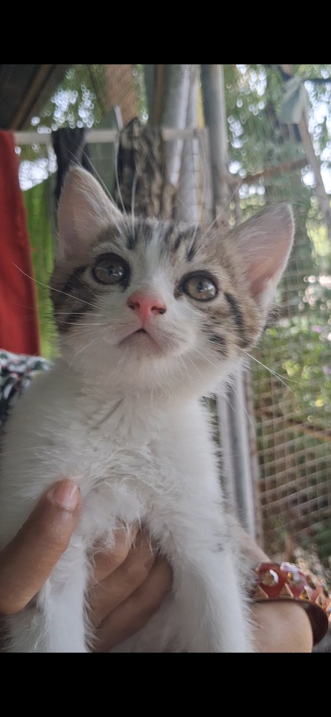 Pet