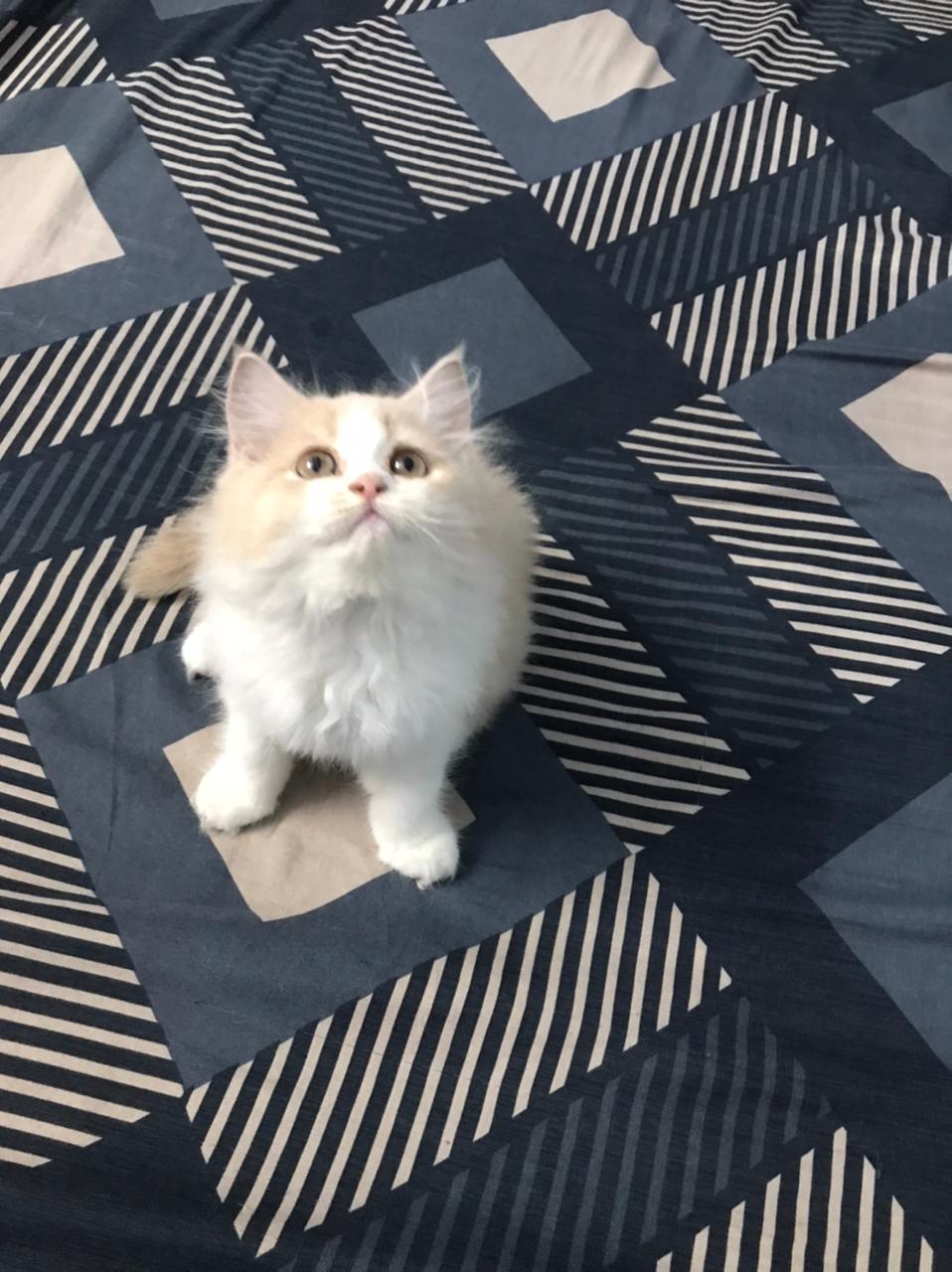 Pet