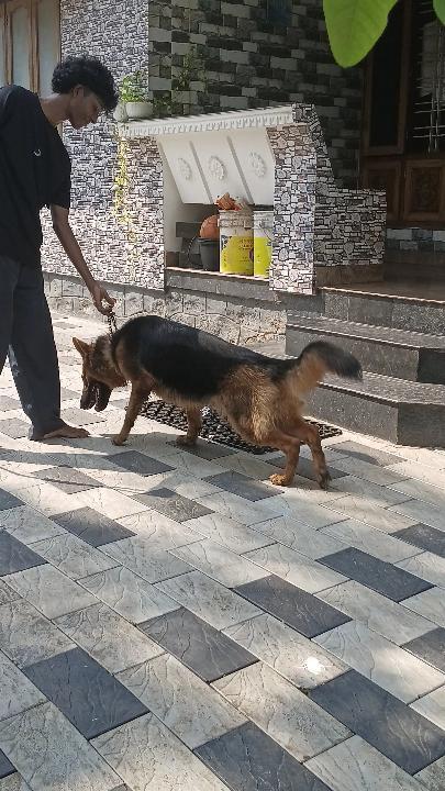 Pet