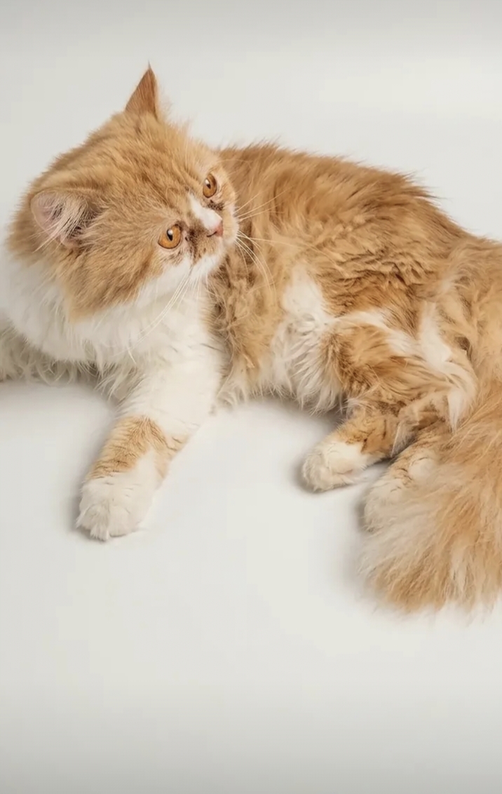 Cats