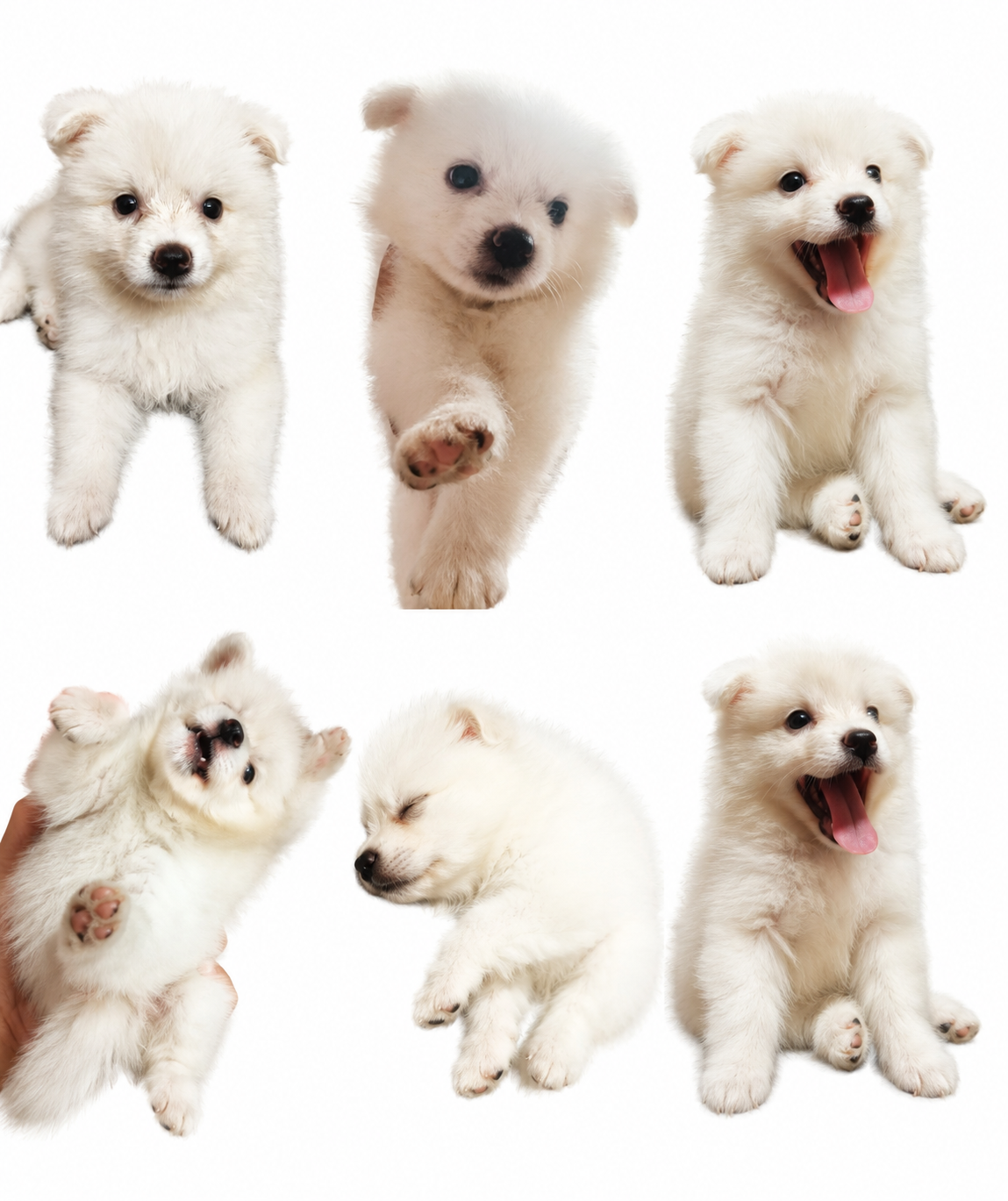 Pet