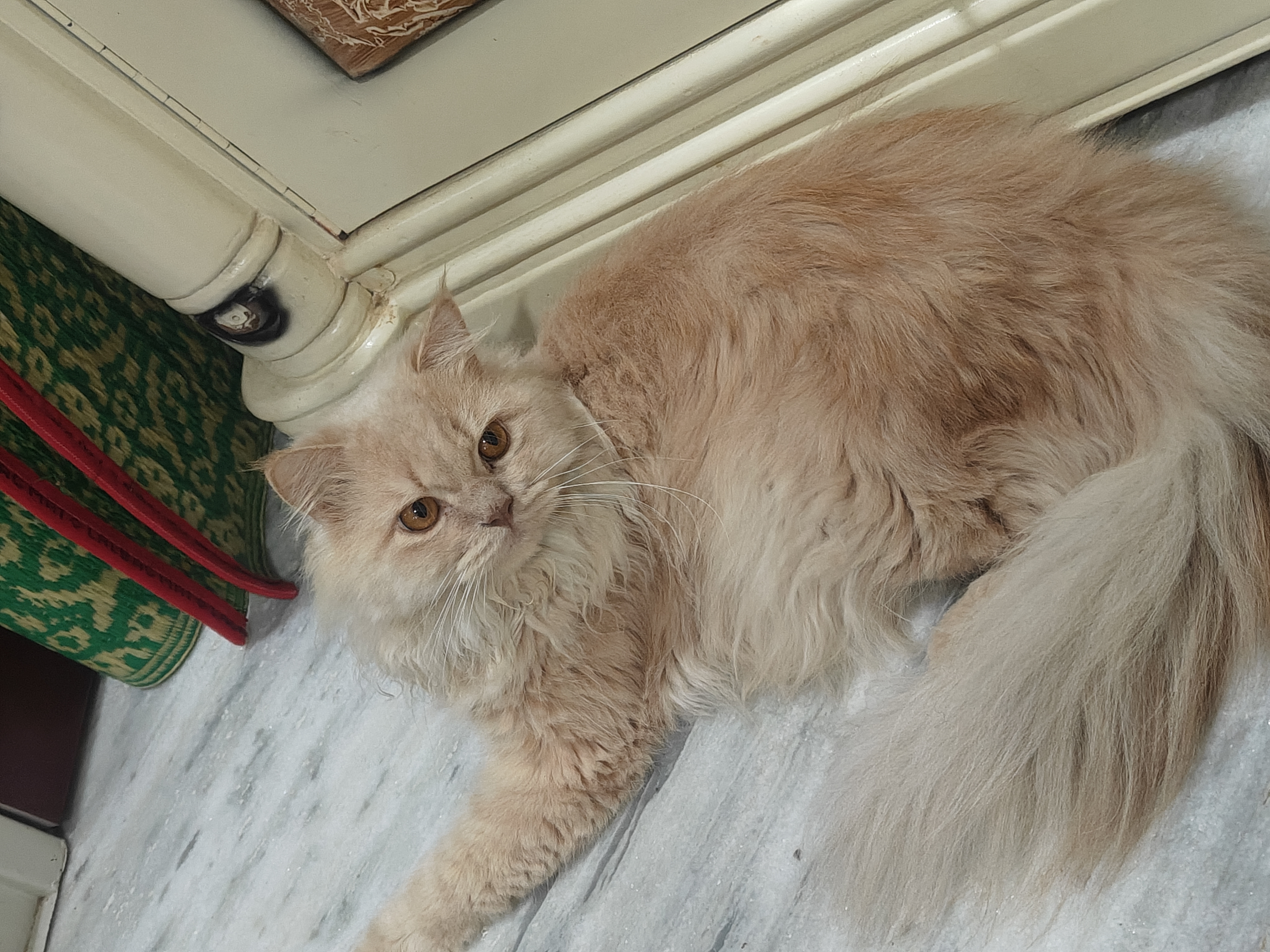 Cats