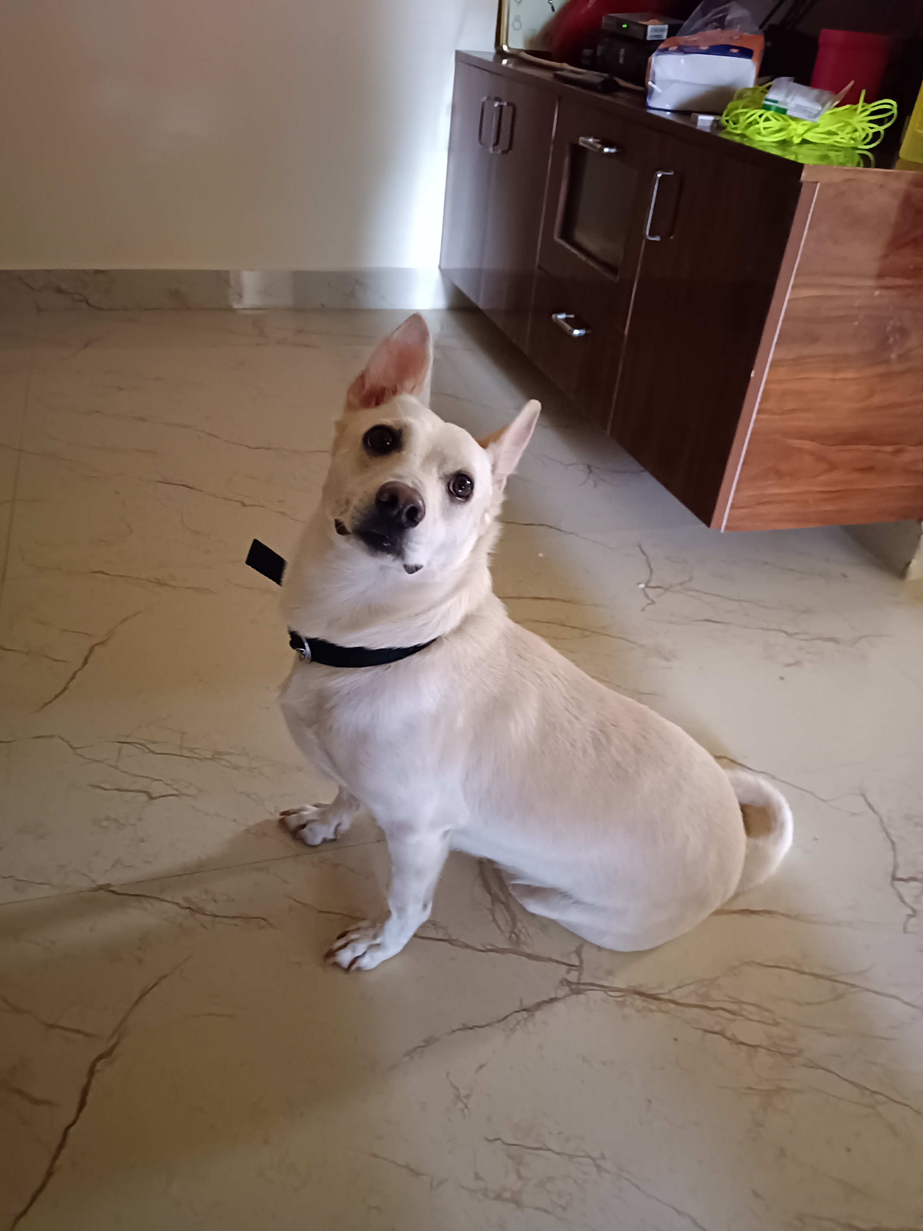 Pet