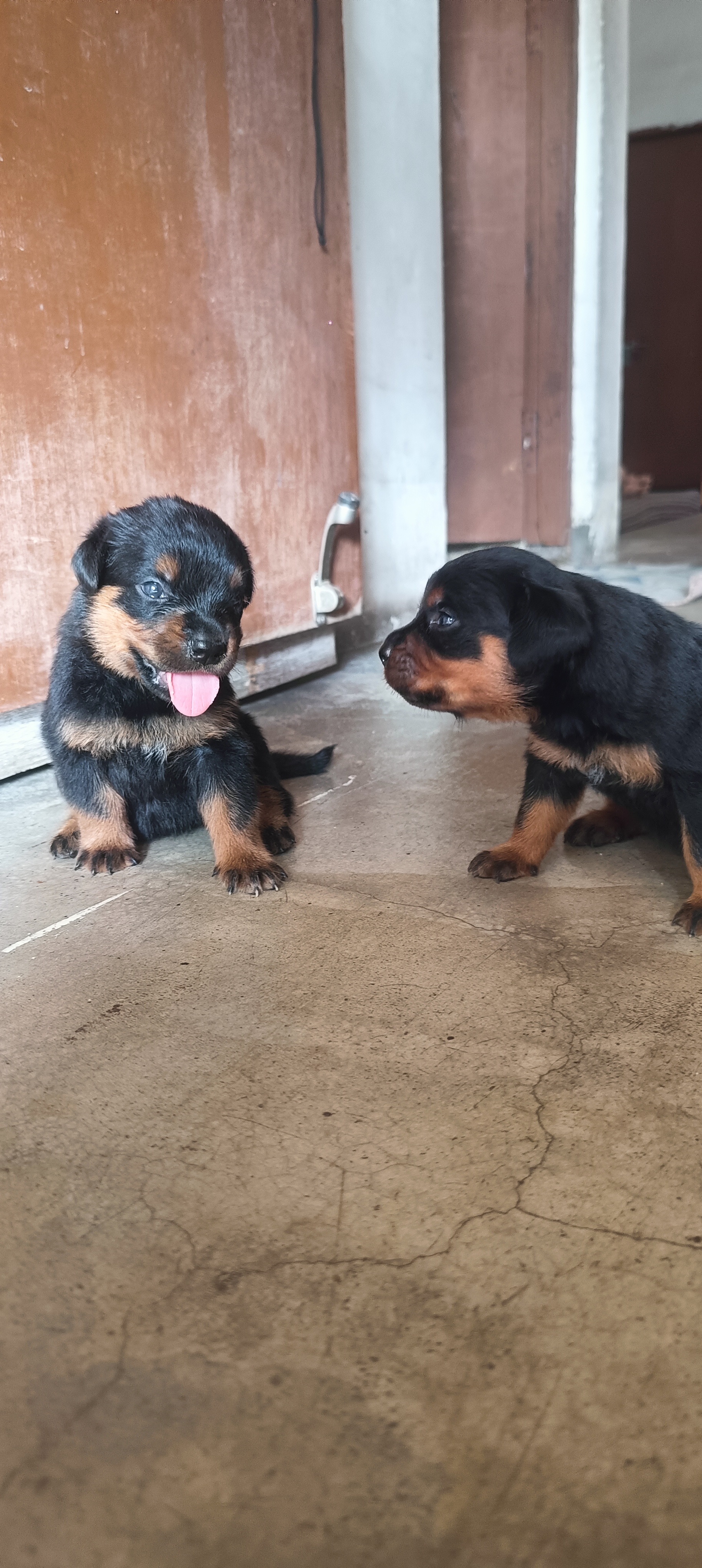 Dogs