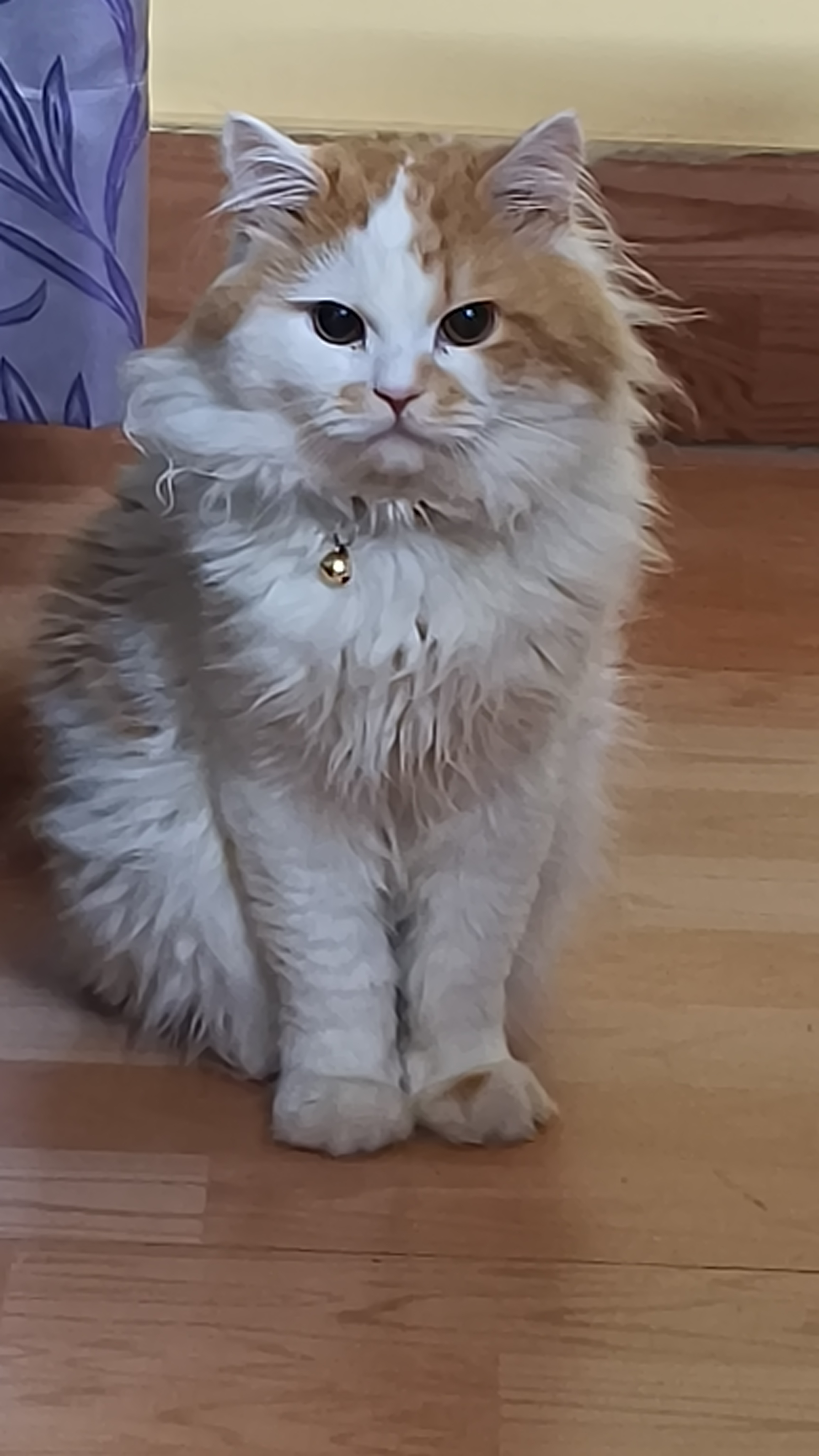 Cats