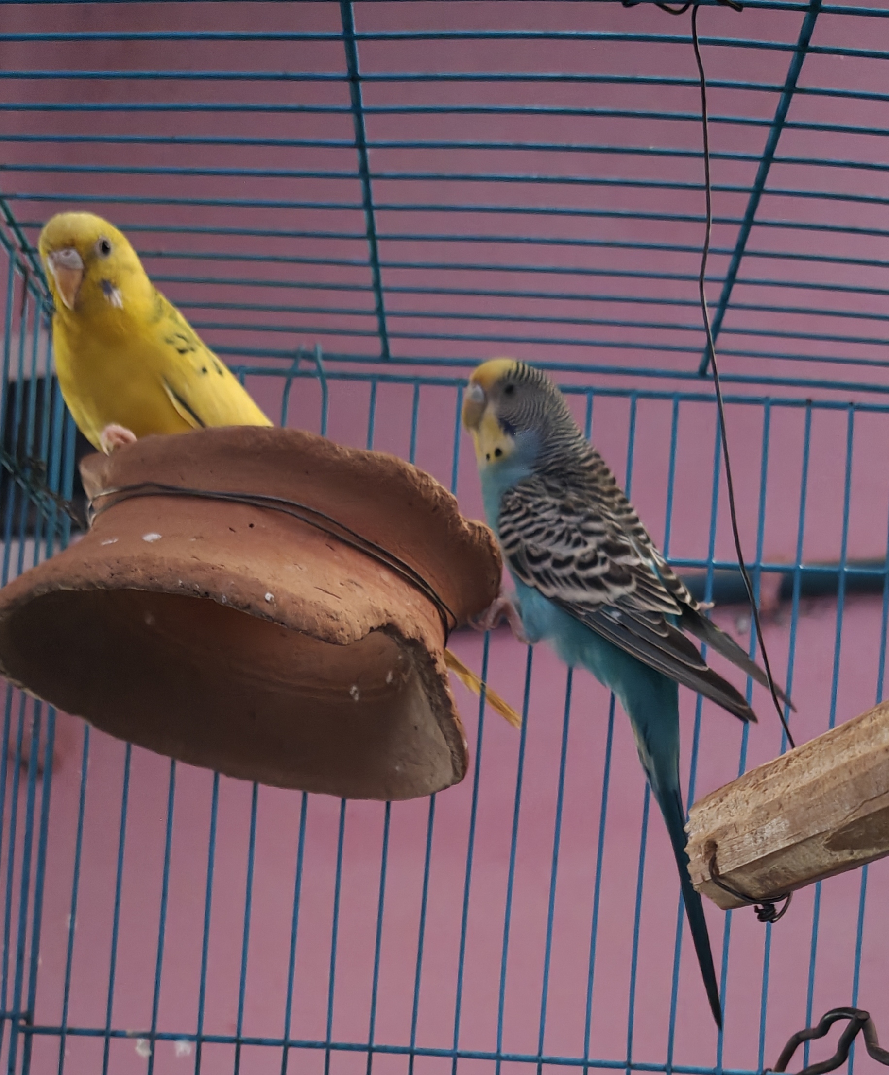 Pet