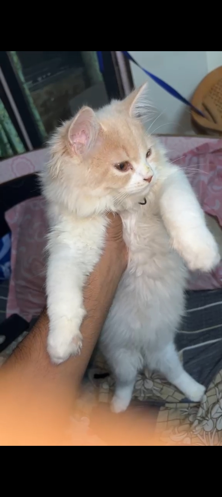 Cats