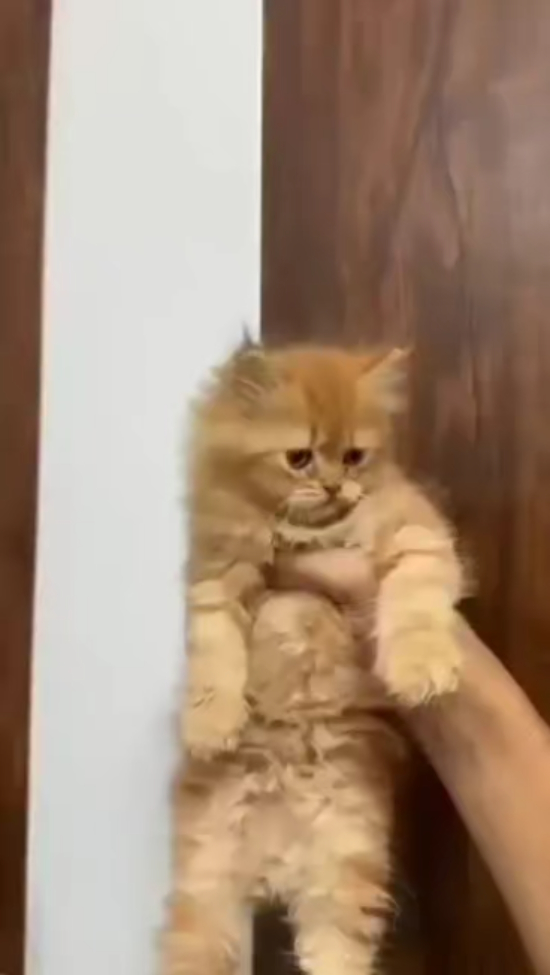 Pet