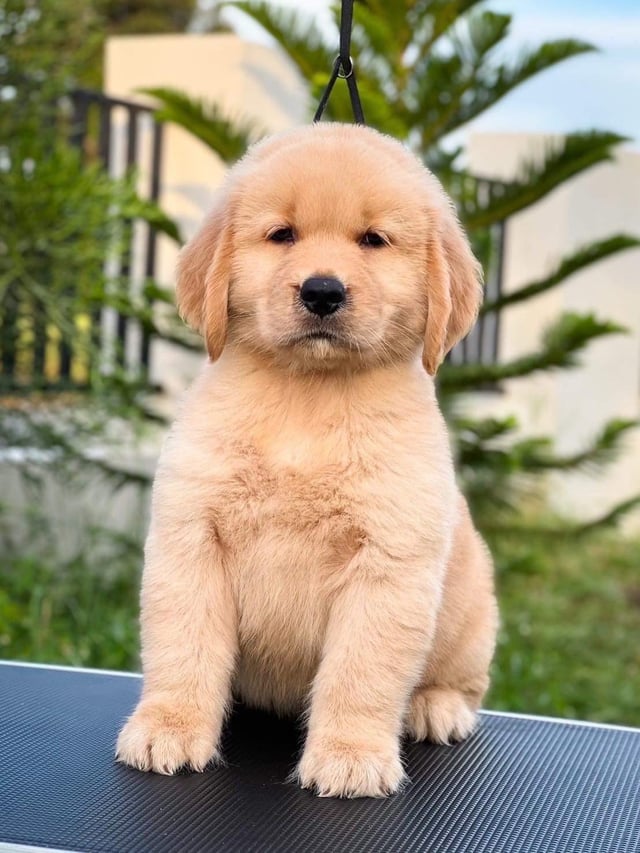 Pet
