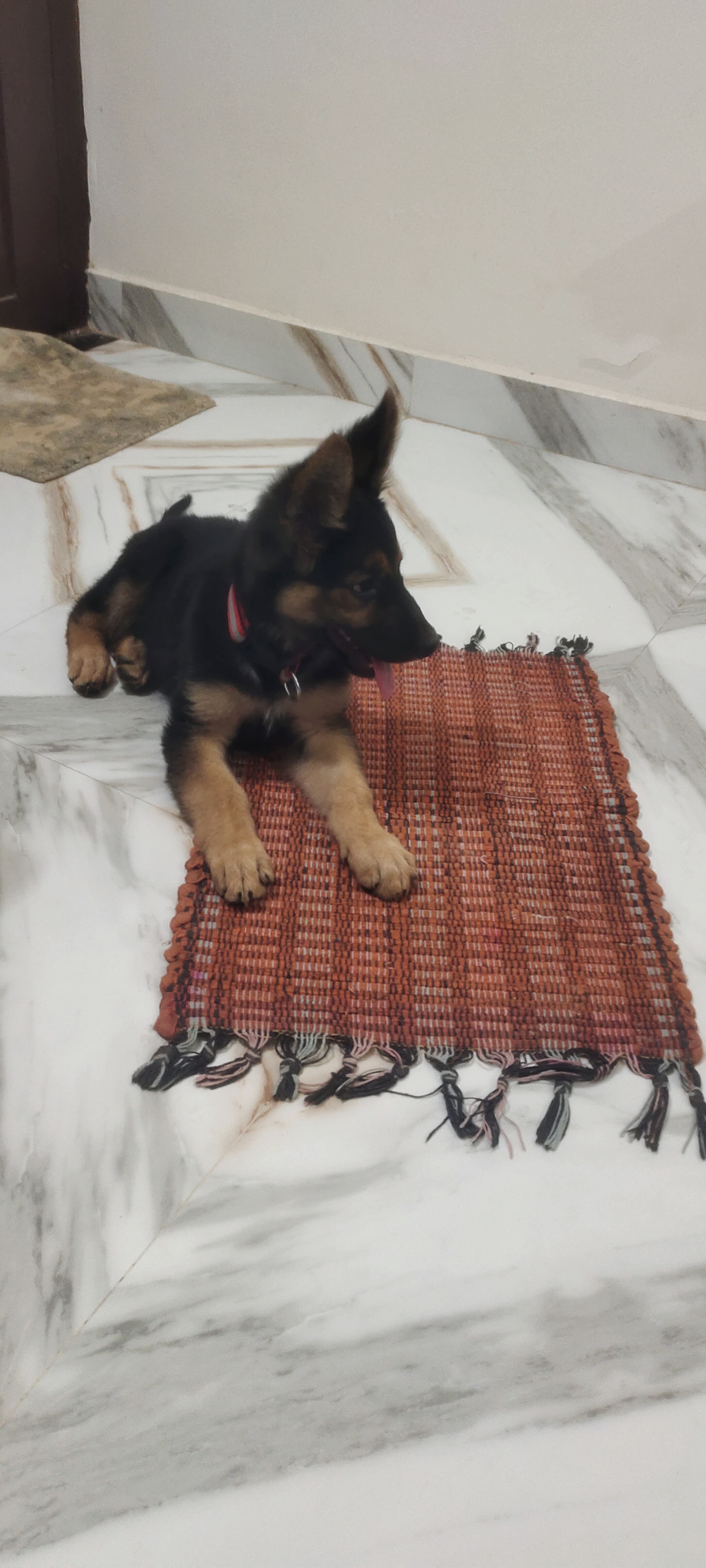 Pet