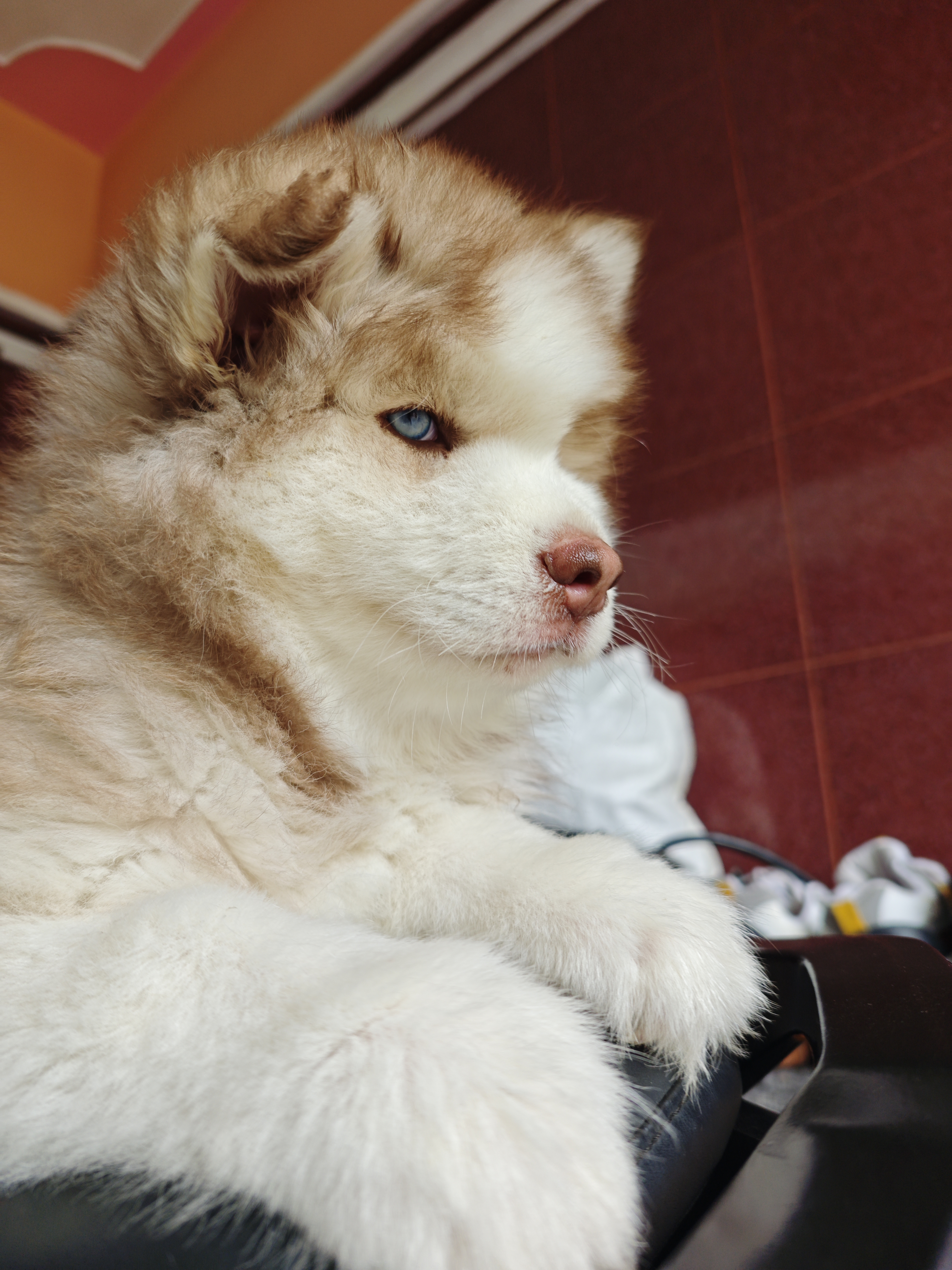 Dogs