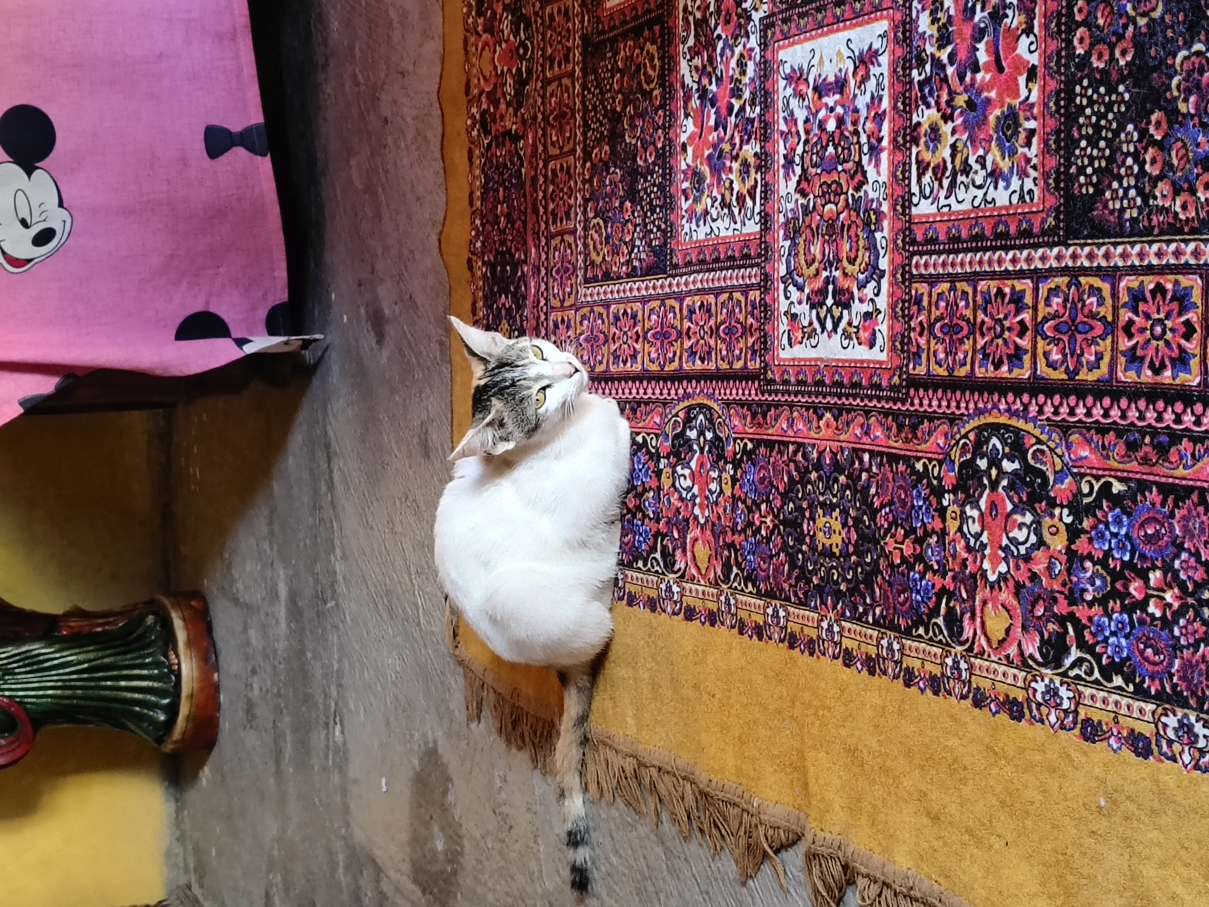 Cats