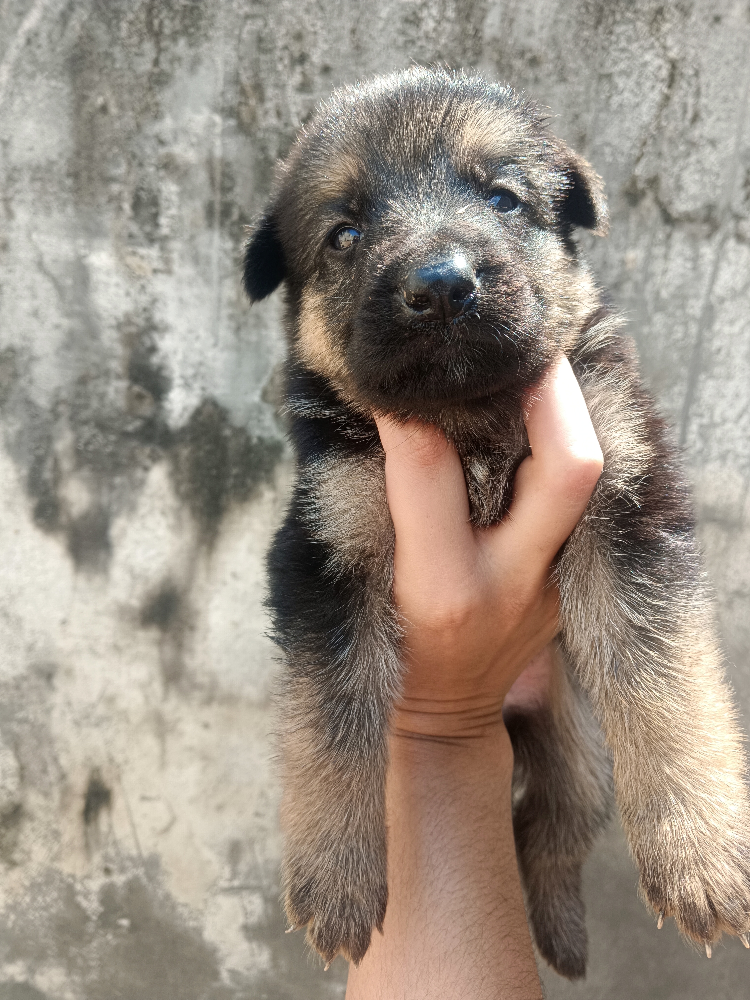 Pet